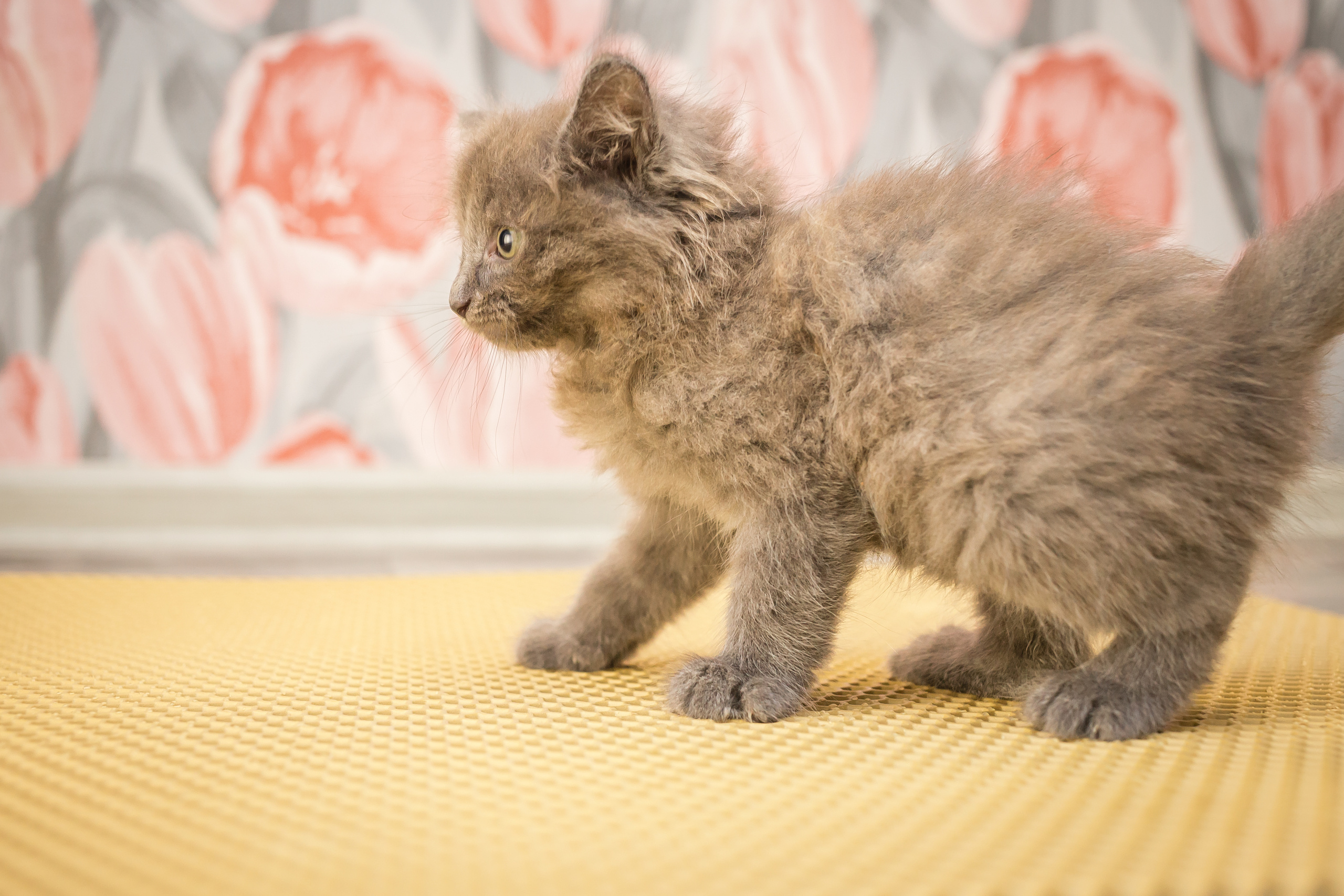 Съемка рекламы ковриков под лоток «Kotopes». Фотографиня Мария Дикова