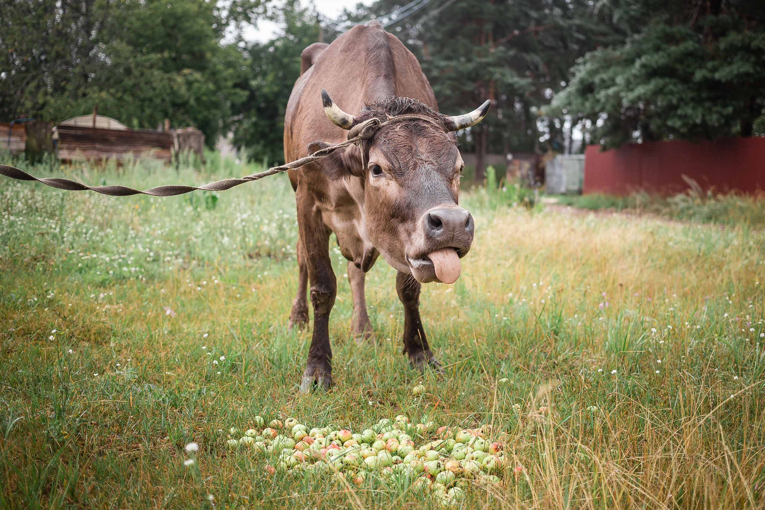 Проект «Вместе с мамой» — корова Аннушка. Фотографиня Мария Дикова