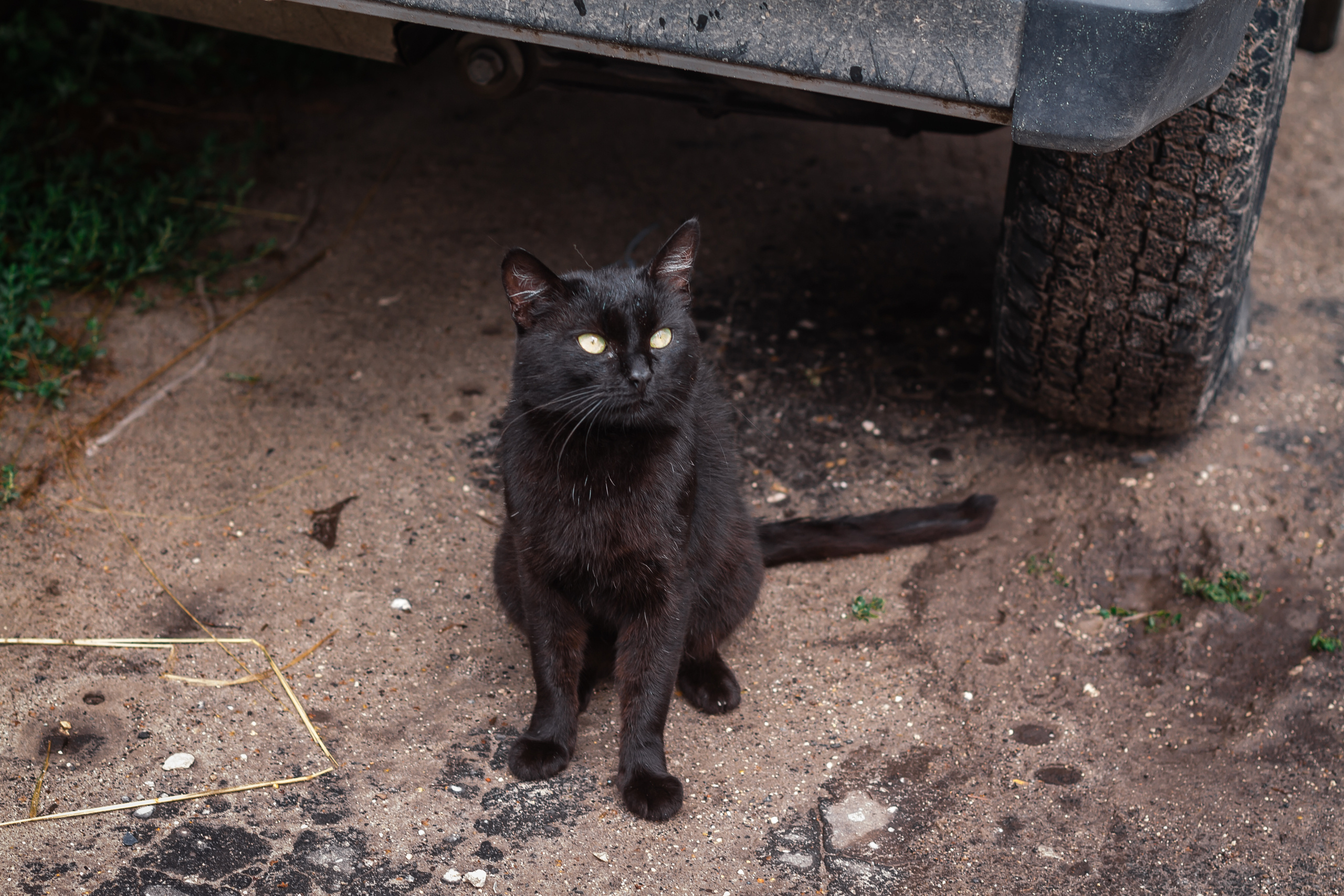 Проект «Вместе с мамой» — корова Аннушка. Фотографиня Мария Дикова
