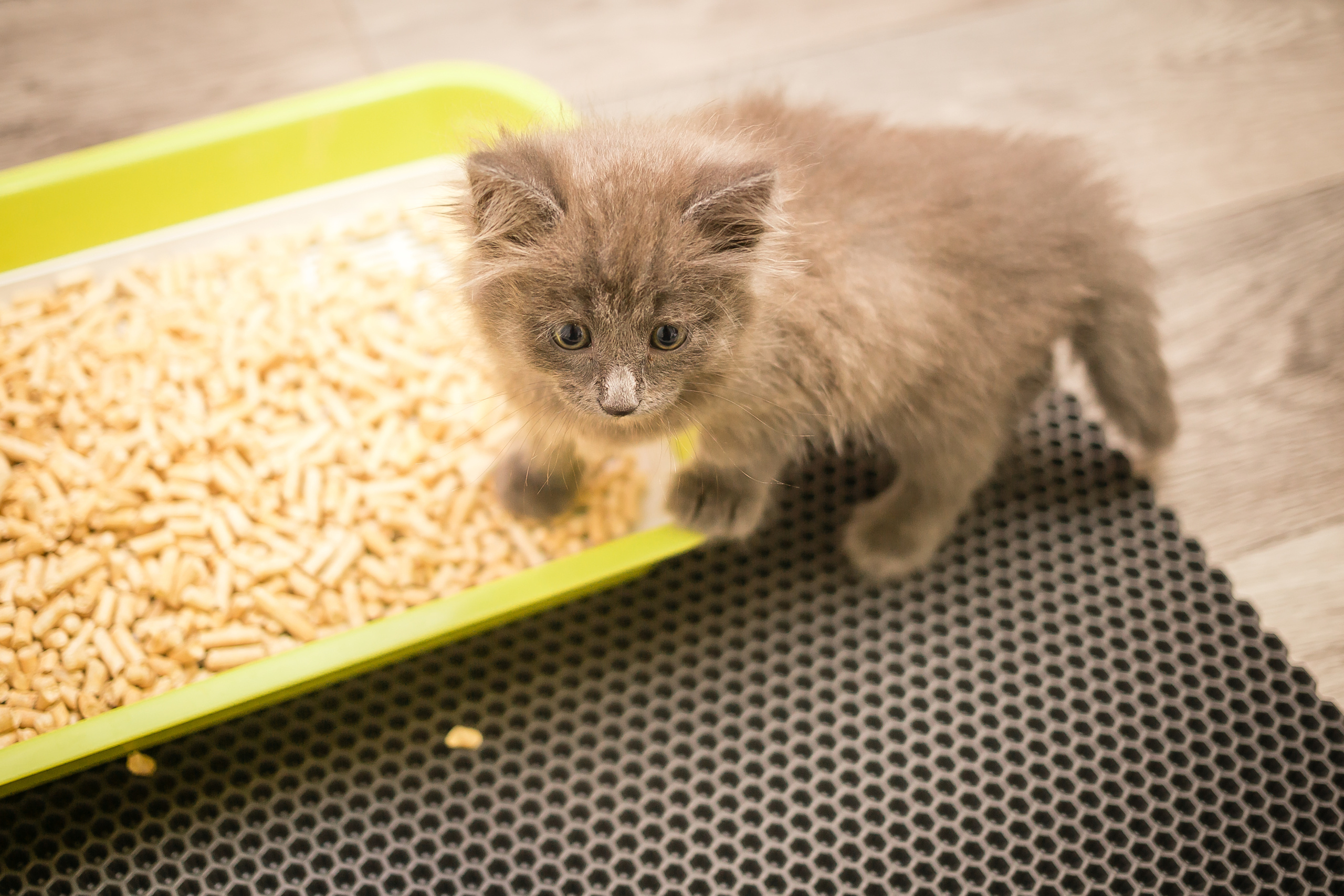 Съемка рекламы ковриков под лоток «Kotopes». Фотографиня Мария Дикова