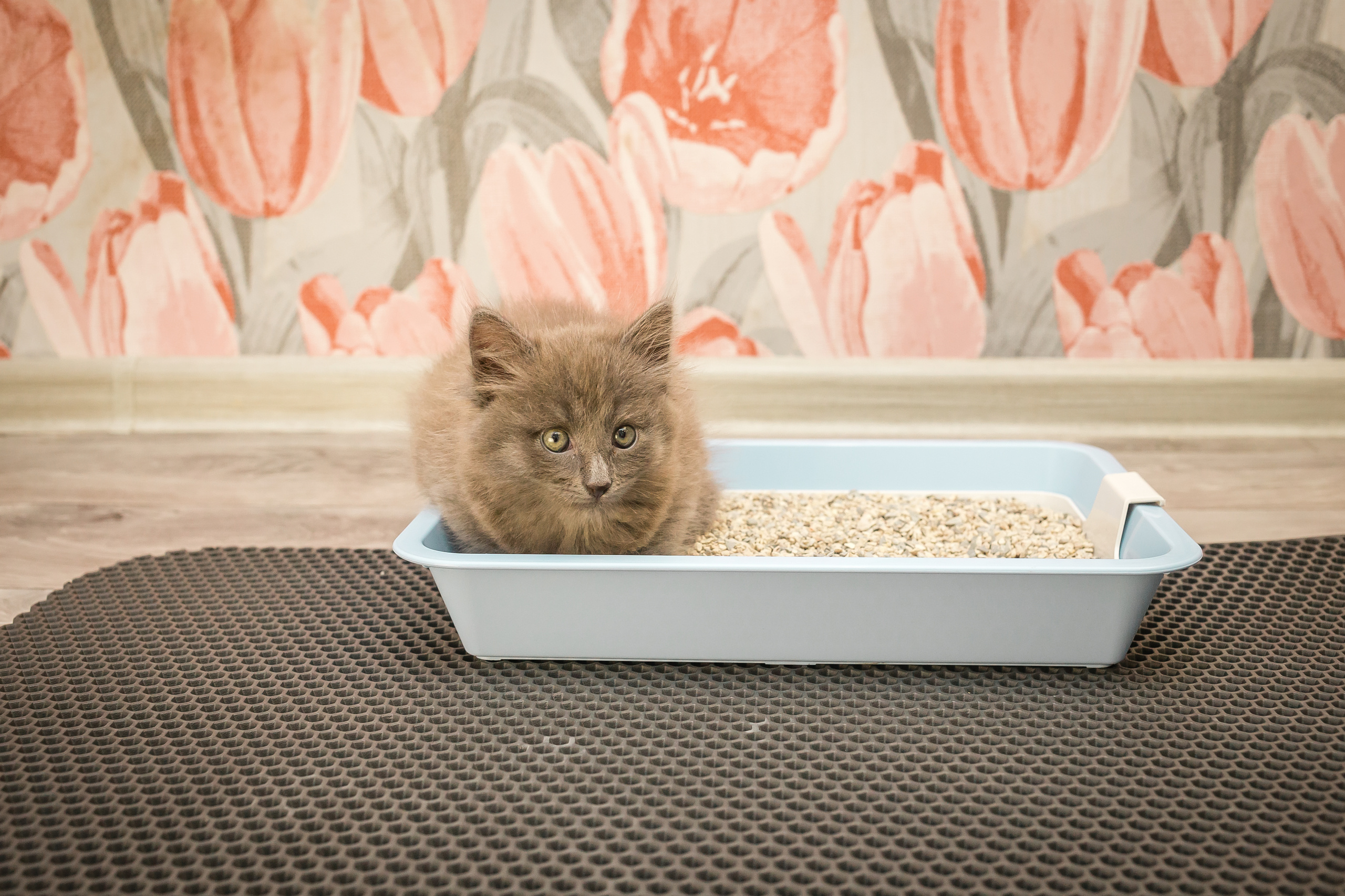 Съемка рекламы ковриков под лоток «Kotopes». Фотографиня Мария Дикова