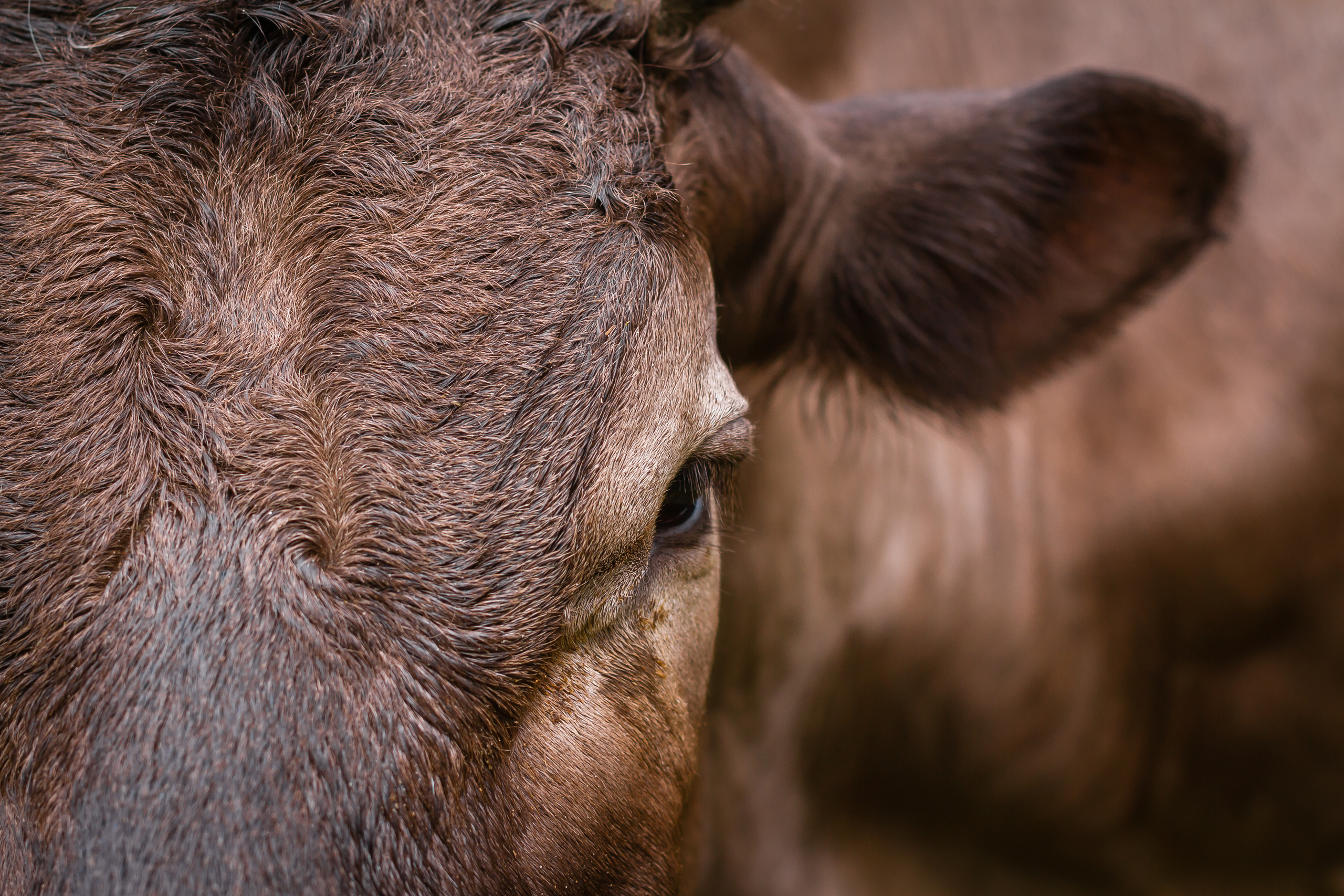Проект «Вместе с мамой» — корова Аннушка. Фотографиня Мария Дикова