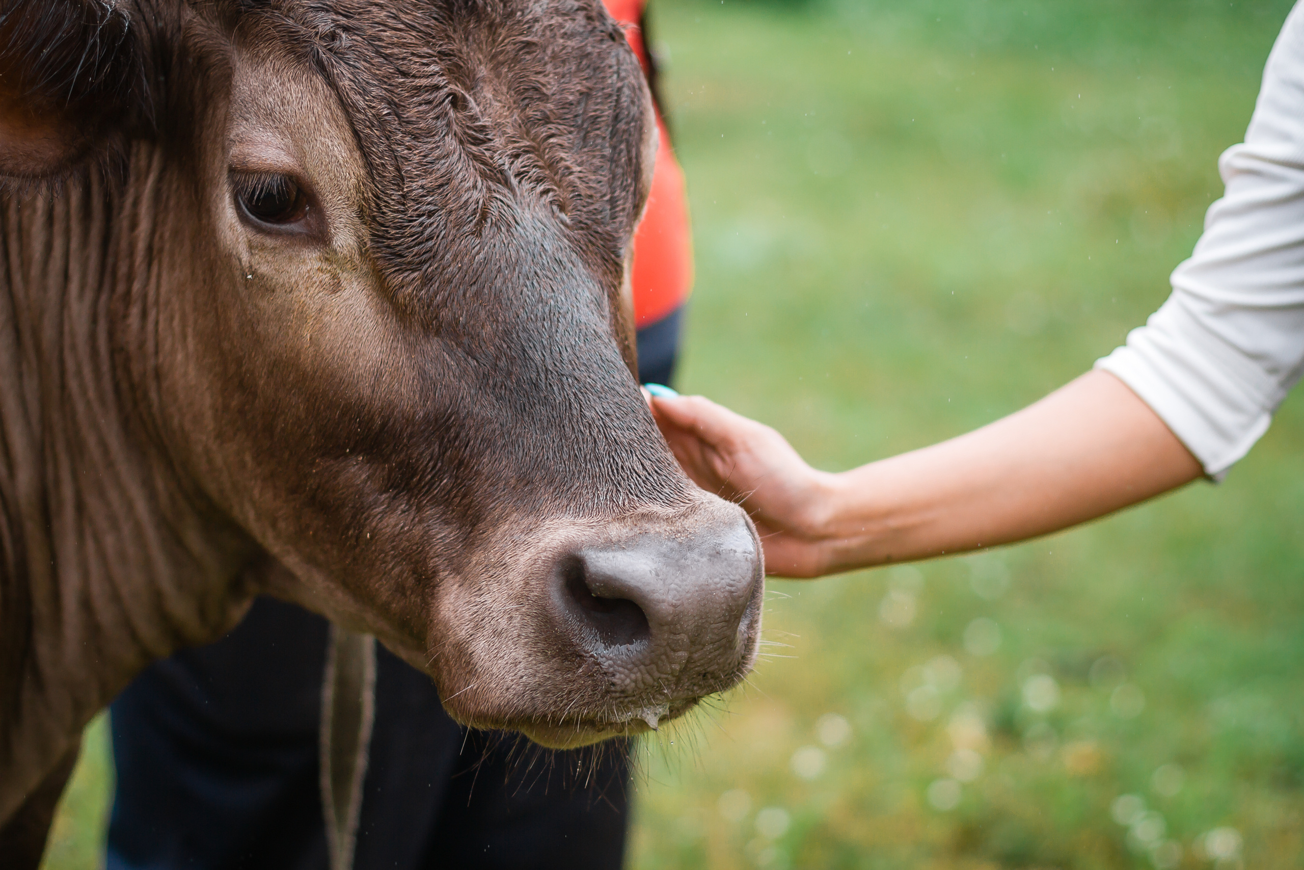 Проект «Вместе с мамой» — корова Аннушка. Фотографиня Мария Дикова