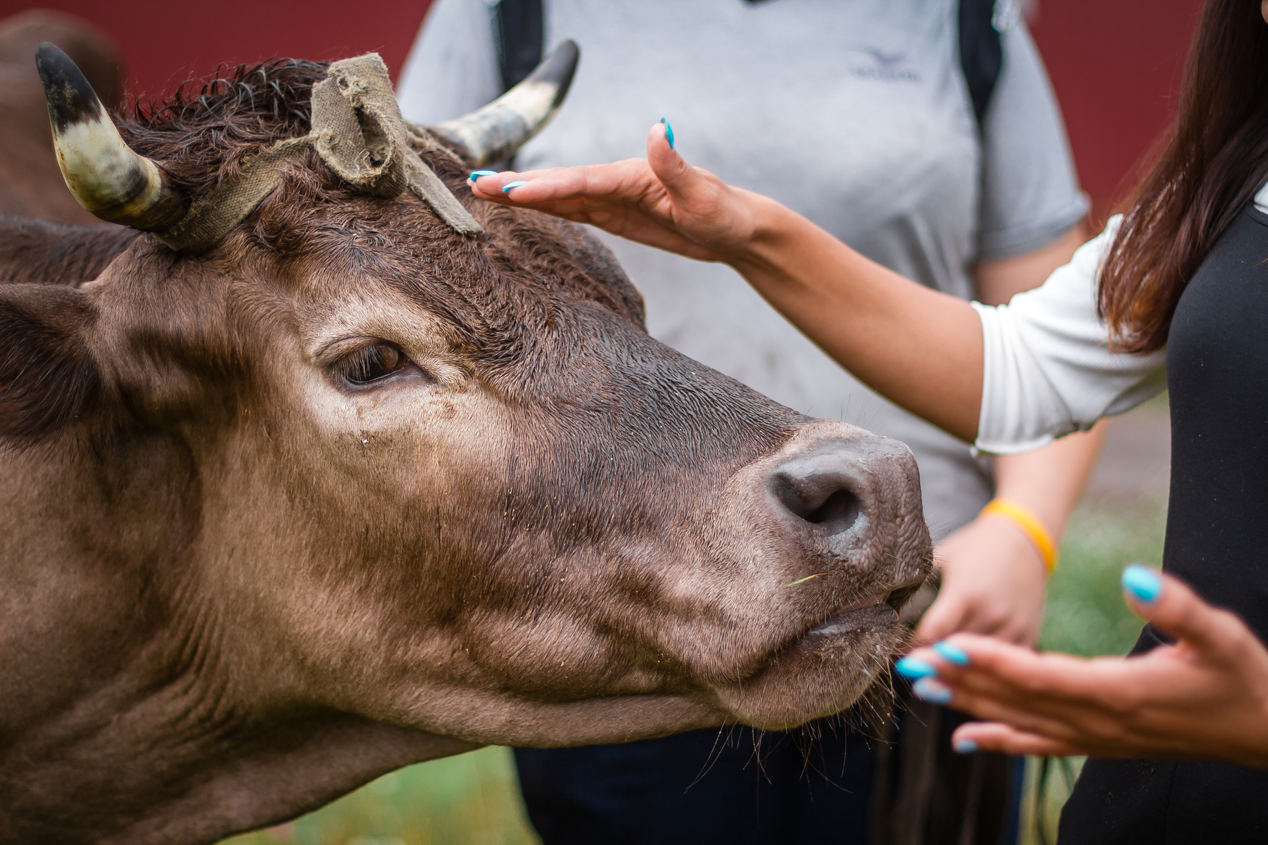 Проект «Вместе с мамой» — корова Аннушка. Фотографиня Мария Дикова