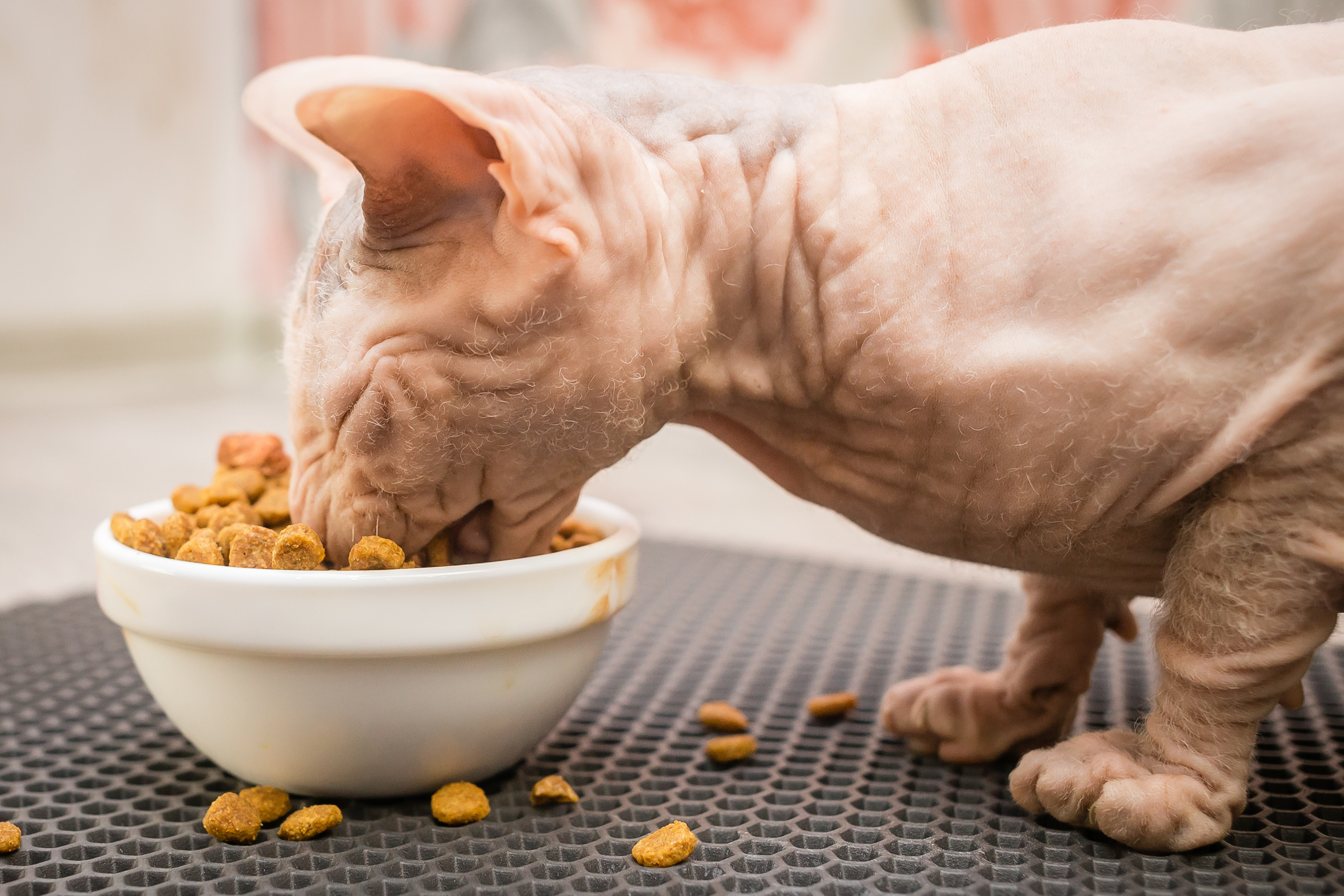 Съемка рекламы ковриков под лоток «Kotopes». Фотографиня Мария Дикова