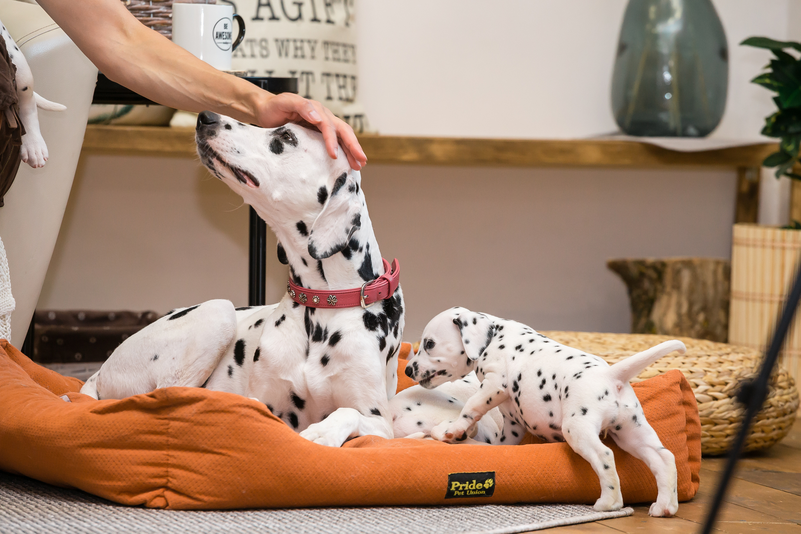 Проект «Вместе с мамой» — далматинцы. Фотографиня Мария Дикова