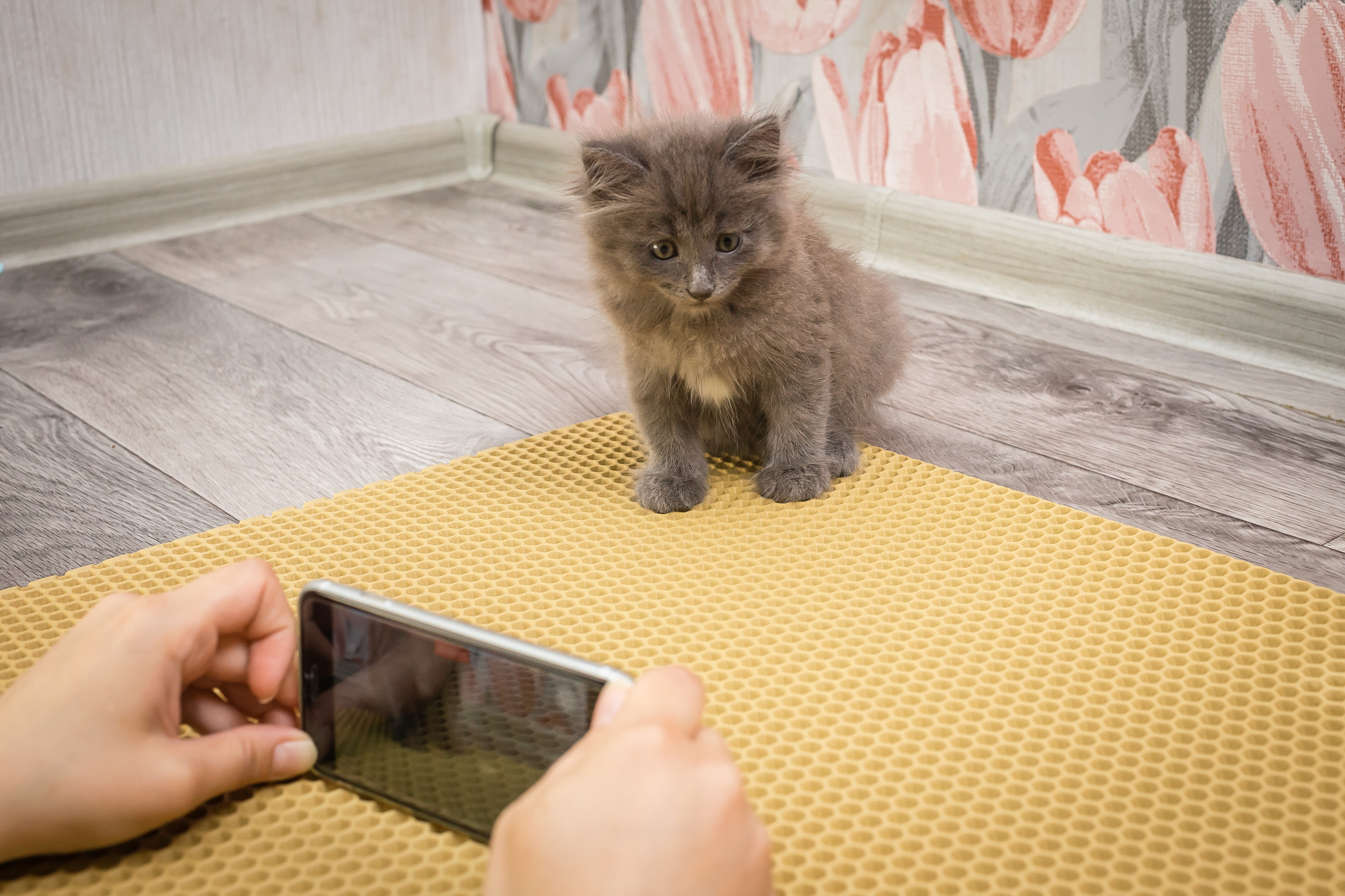 Съемка рекламы ковриков под лоток «Kotopes». Фотографиня Мария Дикова