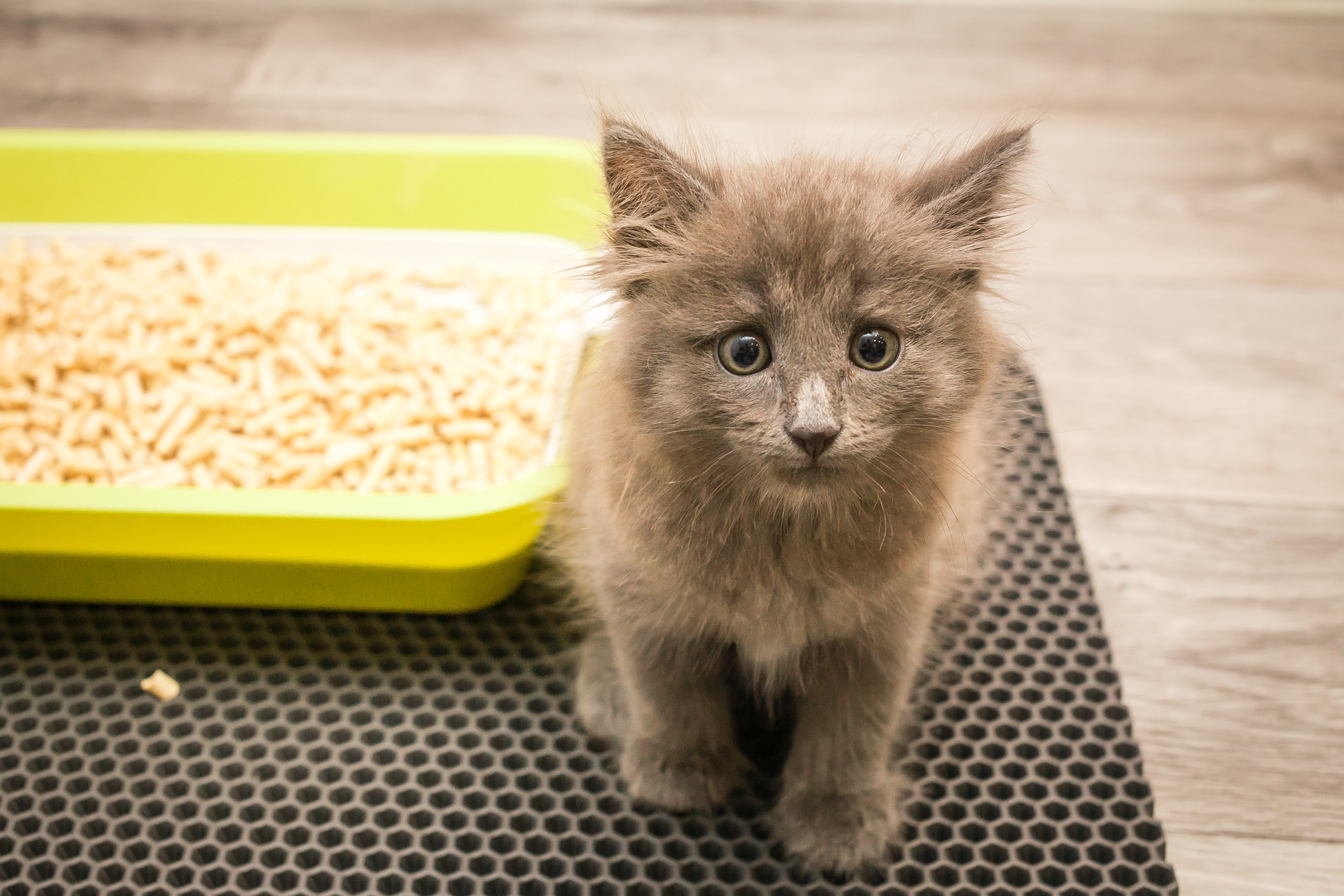 Съемка рекламы ковриков под лоток «Kotopes». Фотографиня Мария Дикова