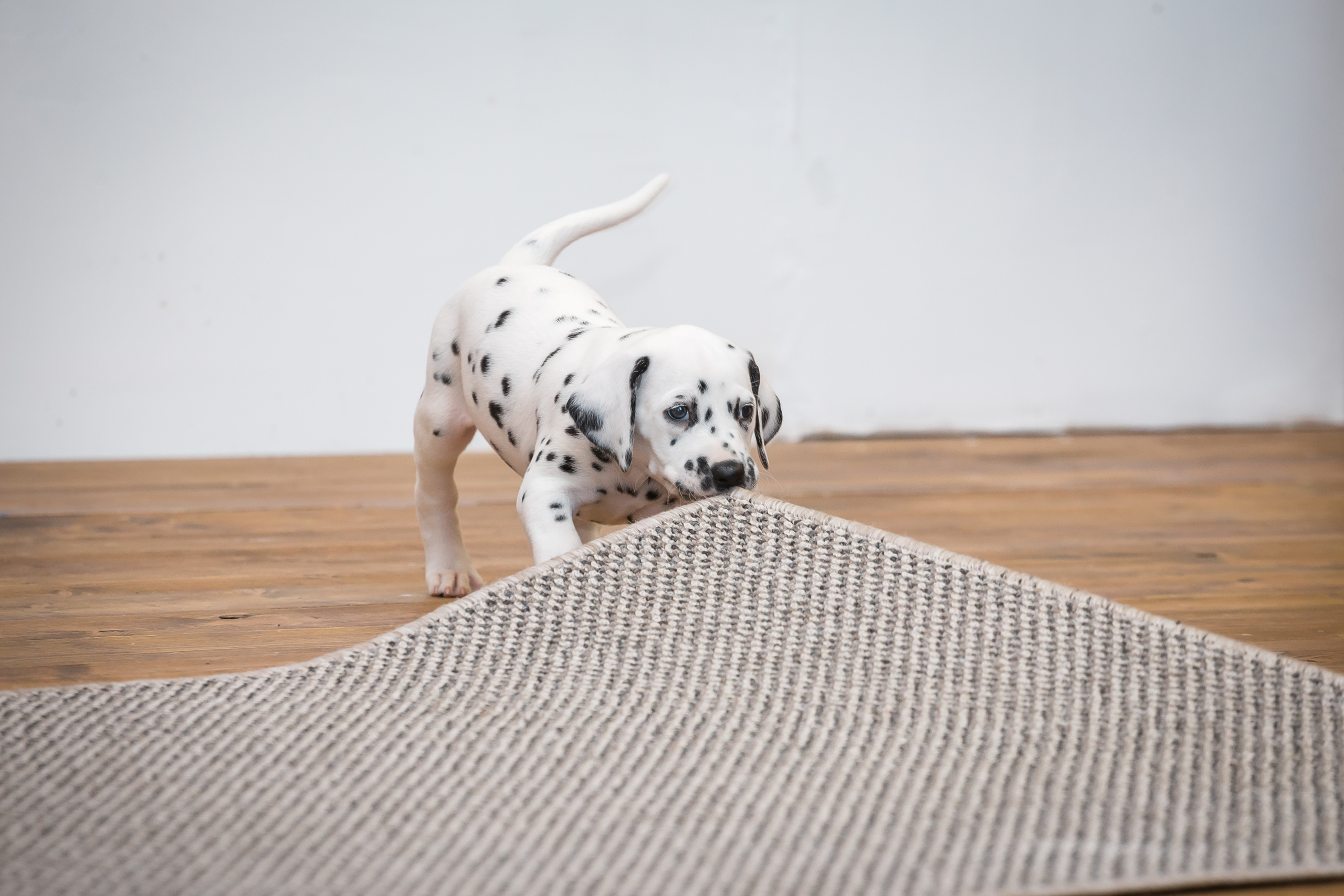 Проект «Вместе с мамой» — далматинцы. Фотографиня Мария Дикова