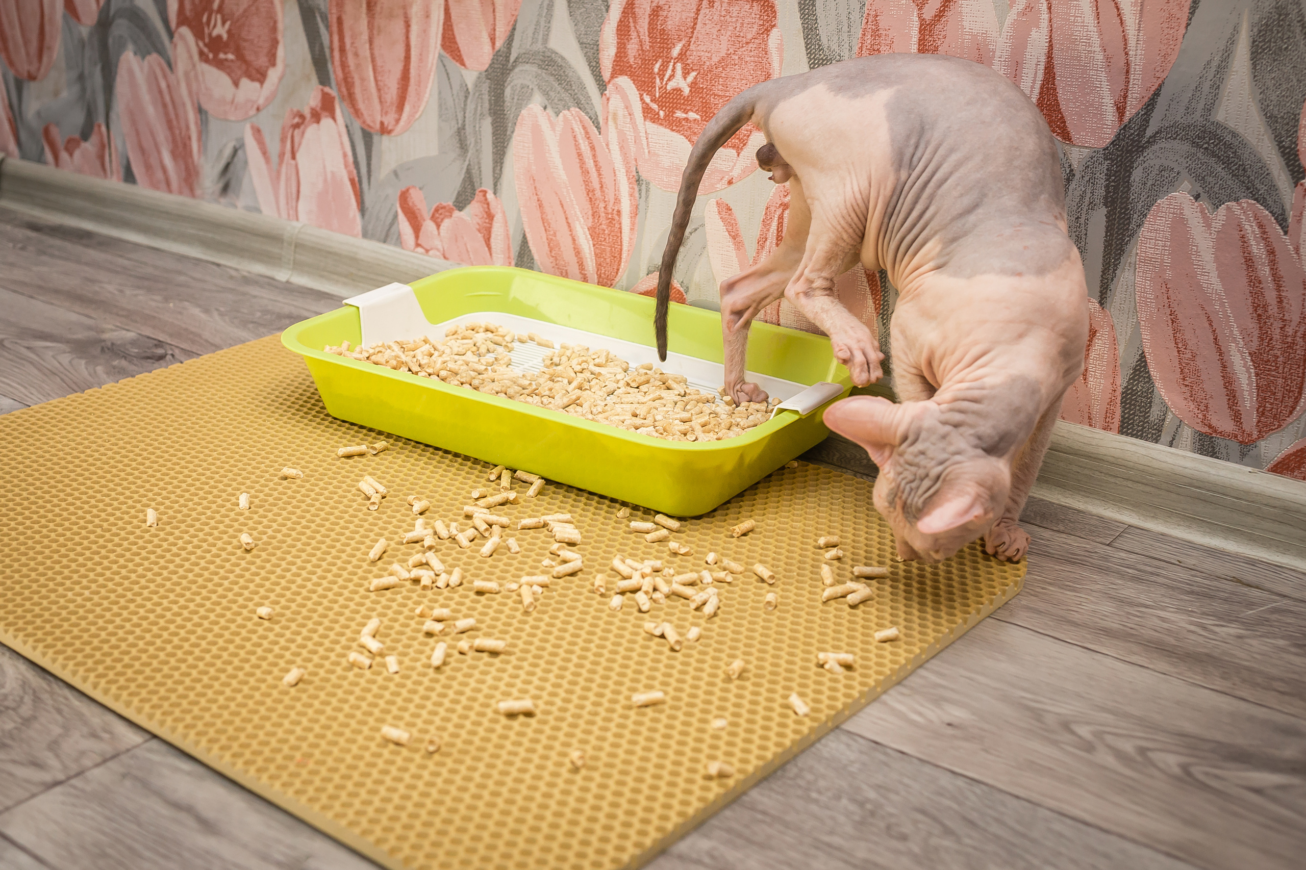 Съемка рекламы ковриков под лоток «Kotopes». Фотографиня Мария Дикова