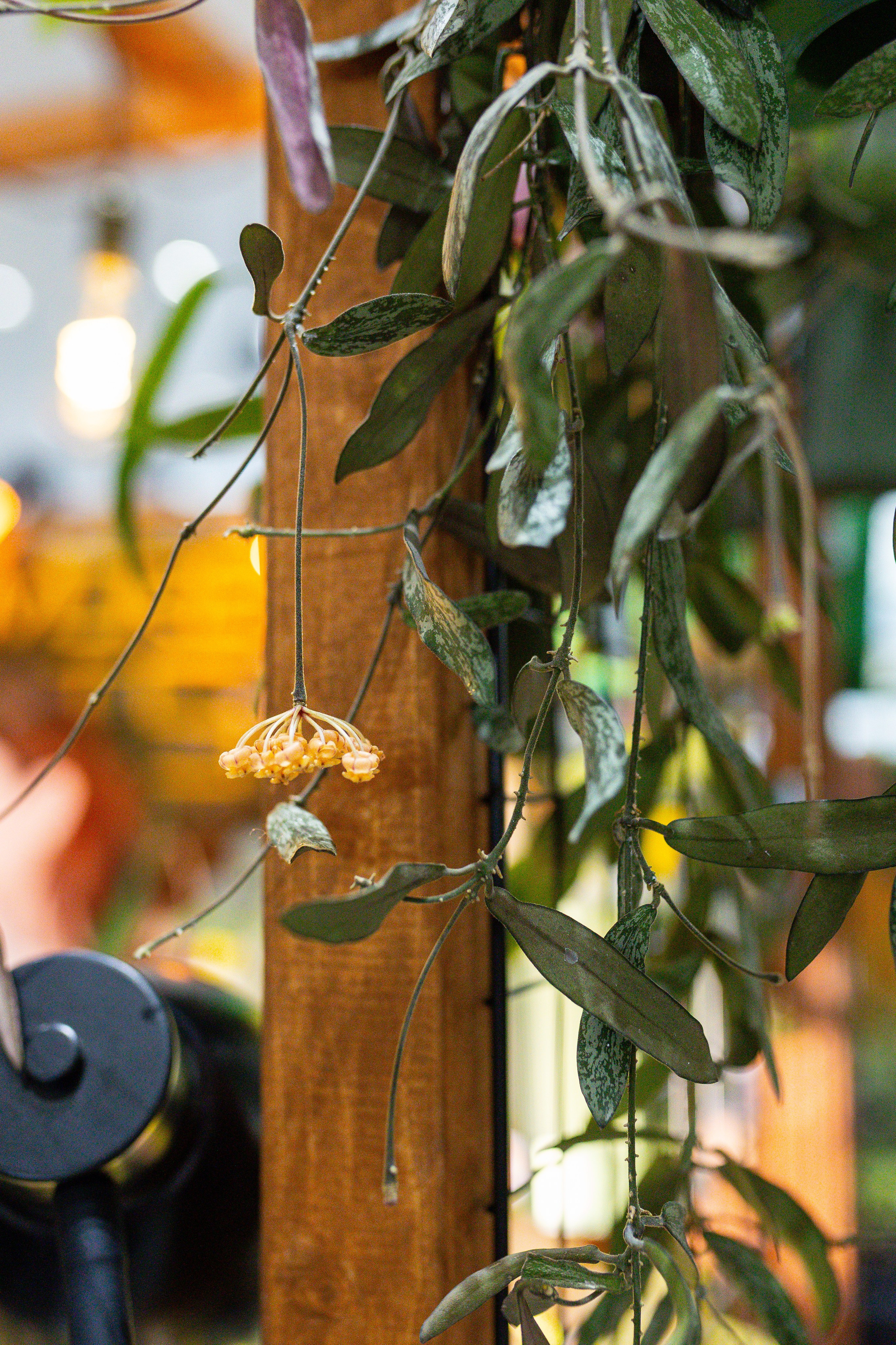 Монстериум 11–12 октября. Александра Куликова фотограф, Москва