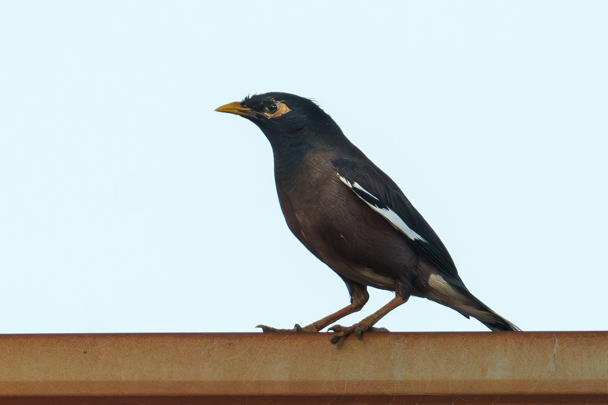 Удивительные мир птиц. Вокруг нас столько прекрасного — присмотритесь!. Ваш личный фотограф Марина Волкова