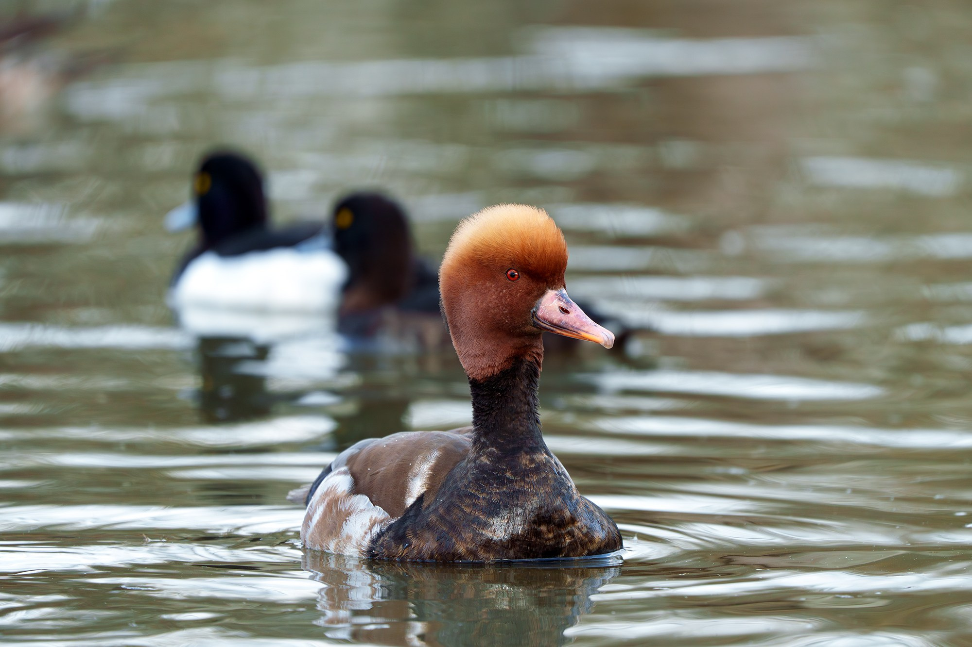 Удивительные мир птиц. Вокруг нас столько прекрасного — присмотритесь!. Ваш личный фотограф Марина Волкова