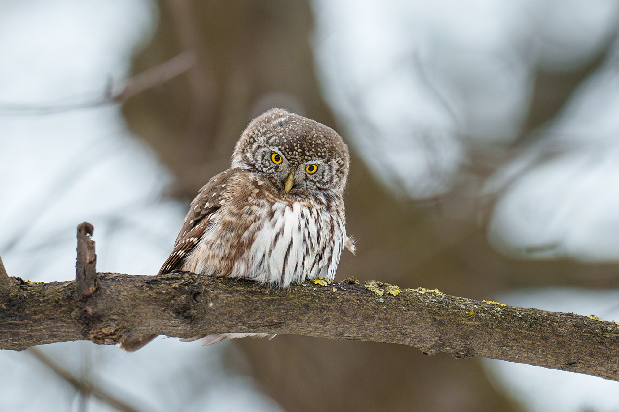 Удивительные мир птиц. Вокруг нас столько прекрасного — присмотритесь!. Ваш личный фотограф Марина Волкова