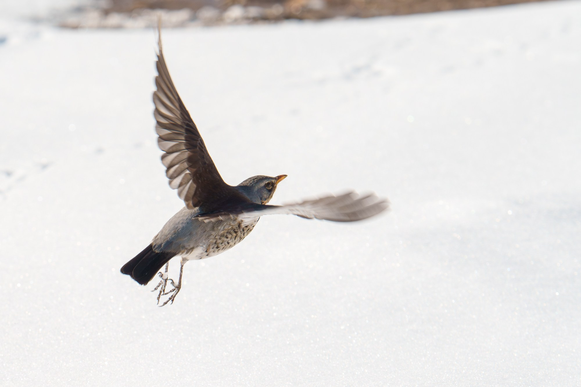 Удивительные мир птиц. Вокруг нас столько прекрасного — присмотритесь!. Ваш личный фотограф Марина Волкова