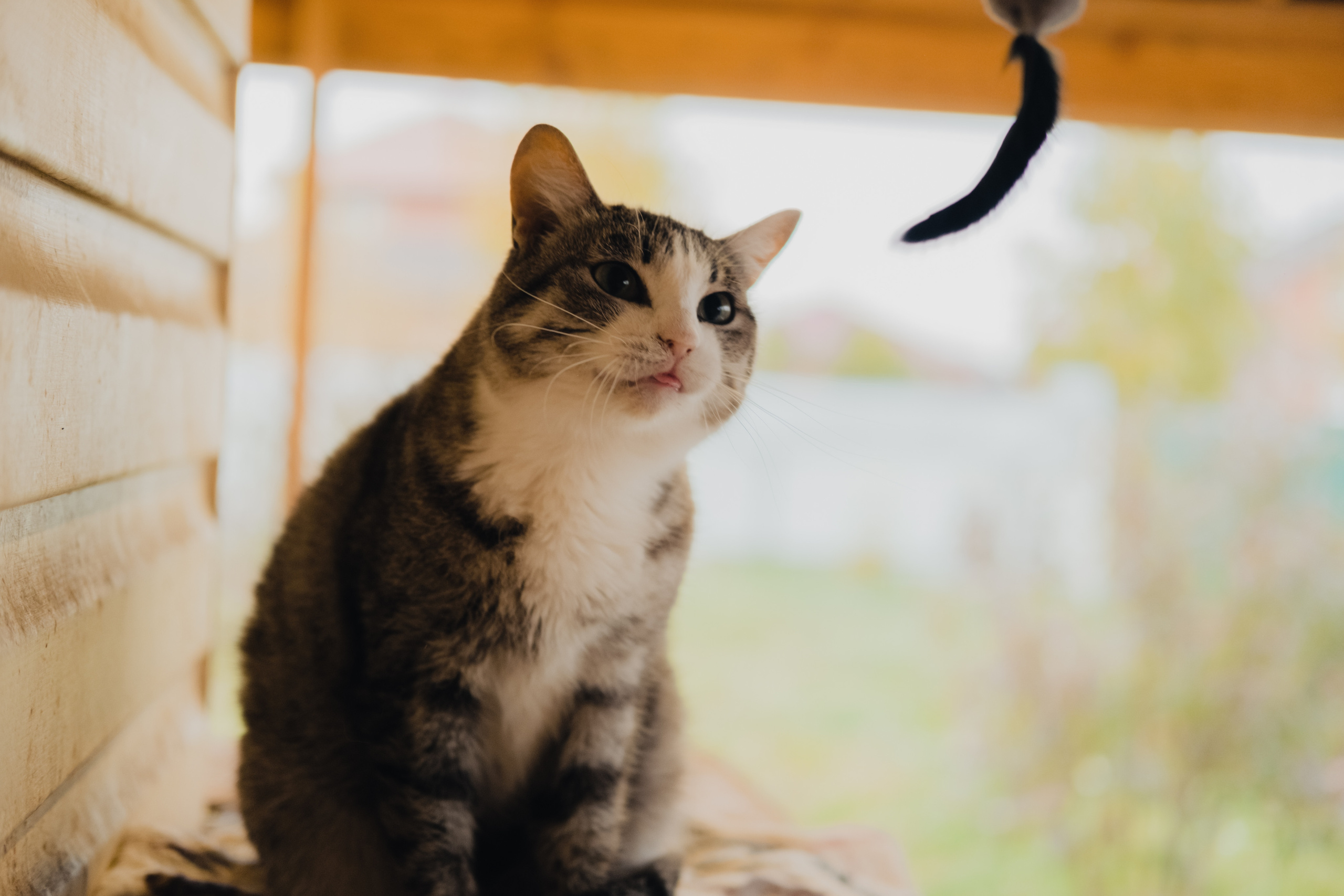 Девочки и котики. Фотограф в Иркутске Анна Мирошникова