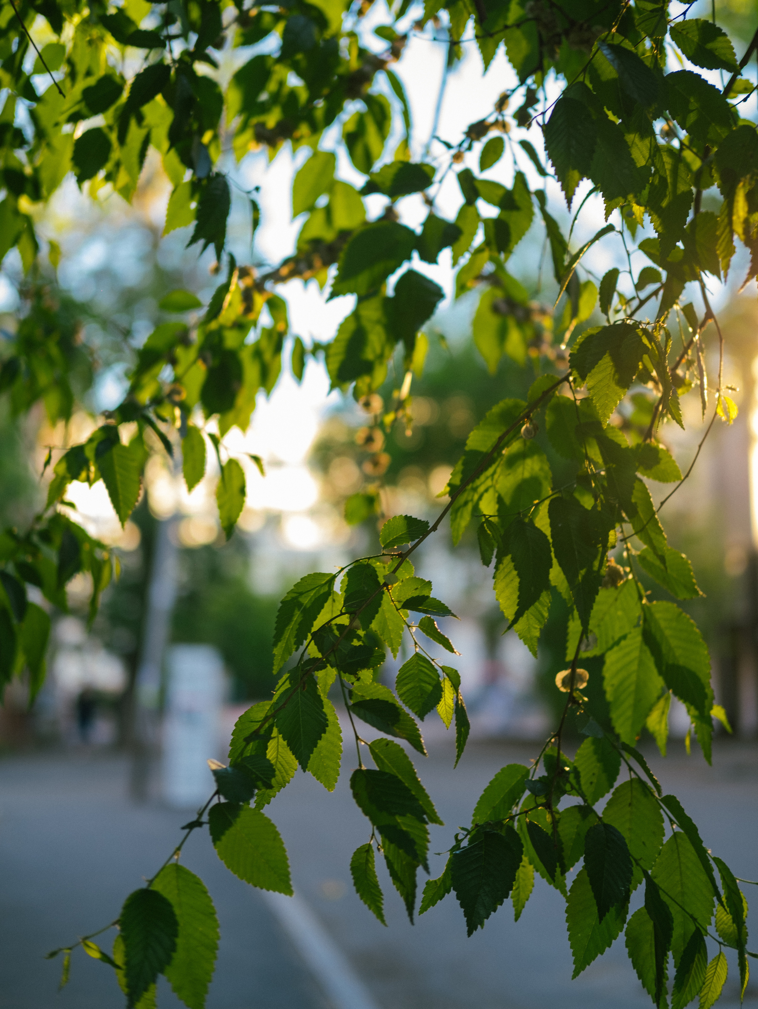 День города. Фотограф в Иркутске Анна Мирошникова