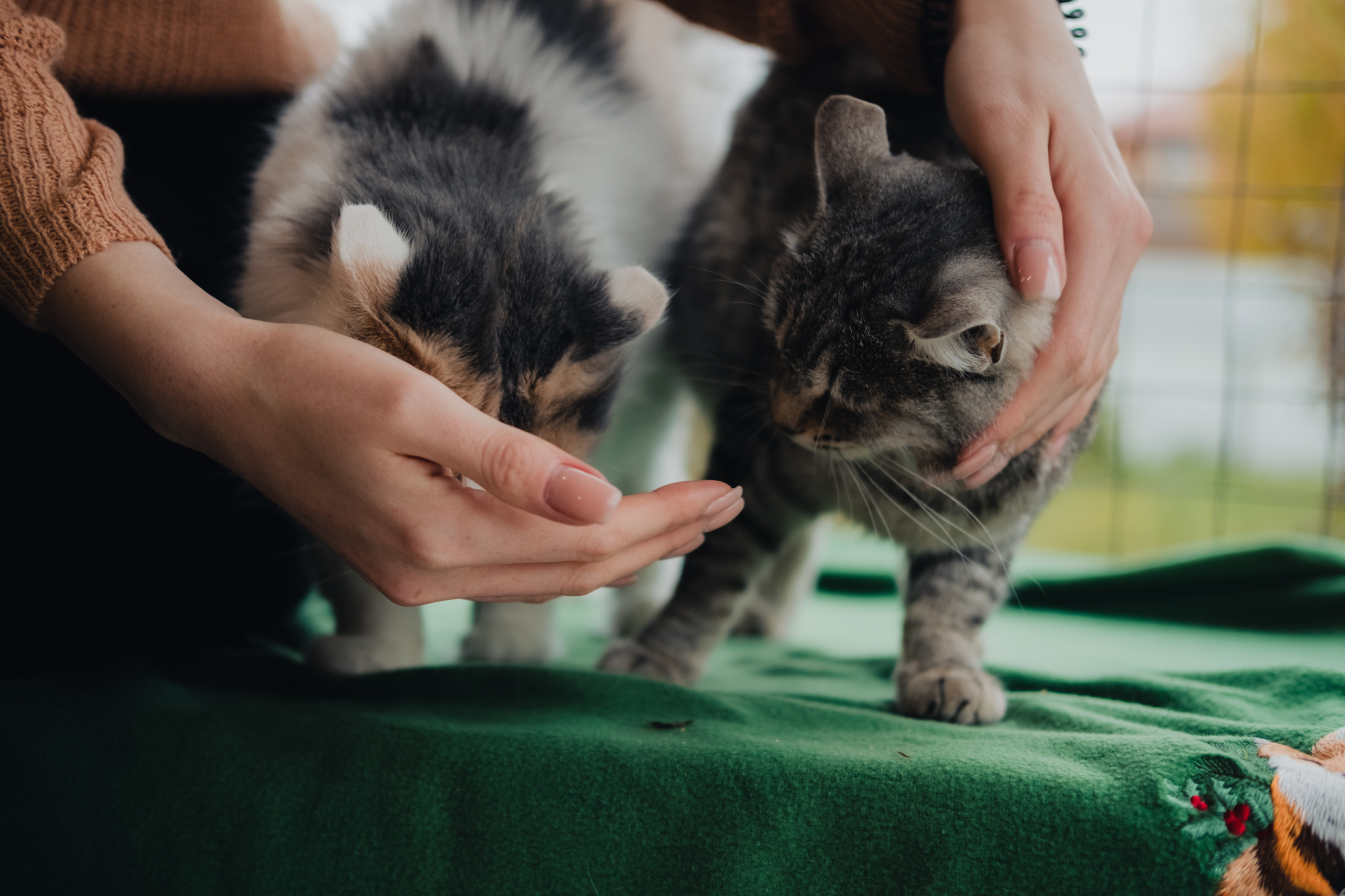 Девочки и котики. Фотограф в Иркутске Анна Мирошникова