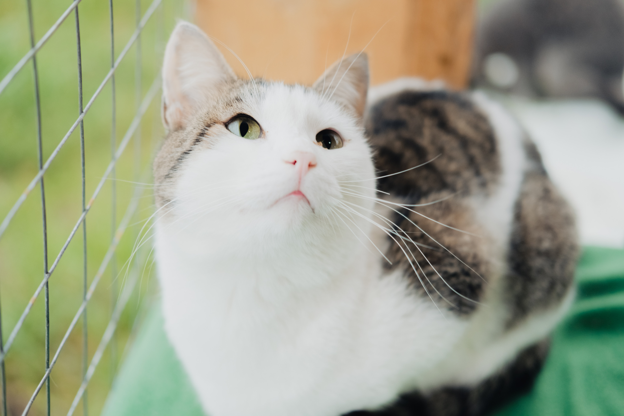 Девочки и котики. Фотограф в Иркутске Анна Мирошникова