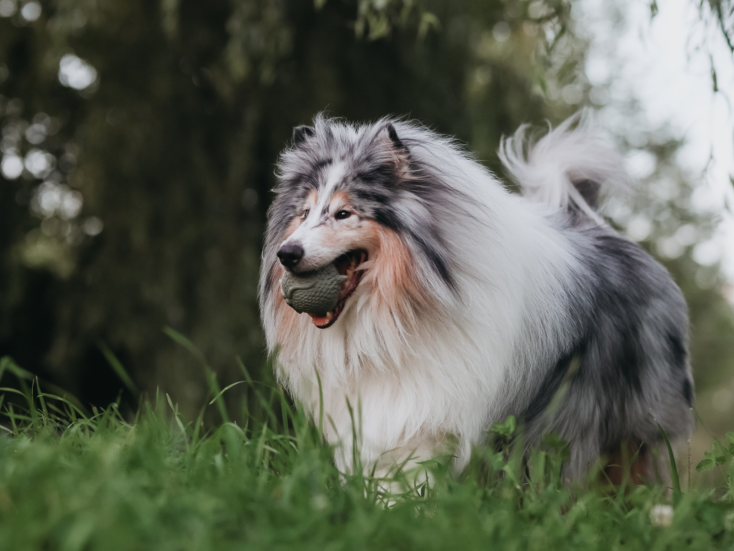 Гранд и Инга. Фотограф-анималист в Москве Кириллова Татьяна