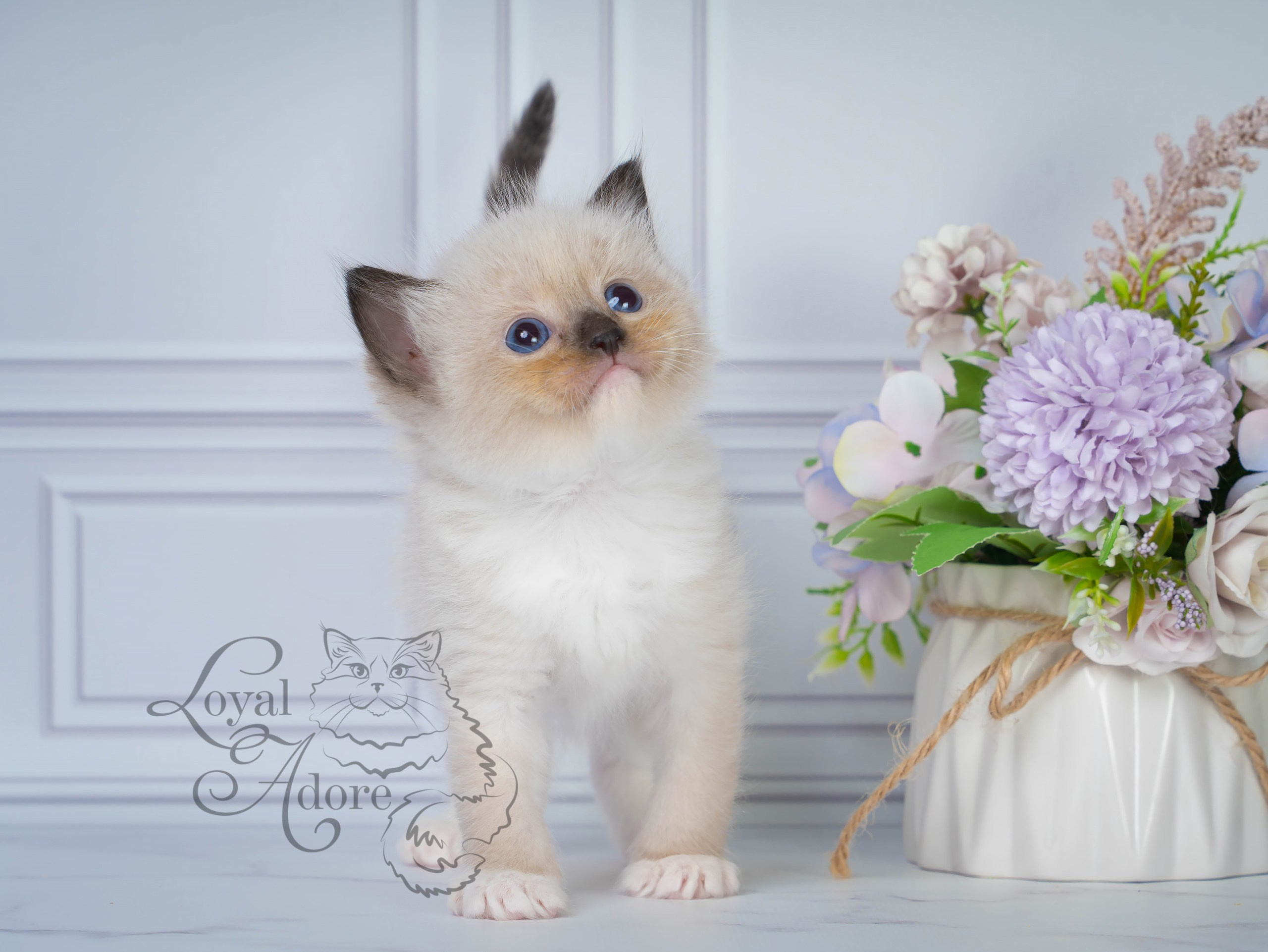 Котята рэгдолл от Loyal Adore. Питомник рэгдолл Loyal Adore