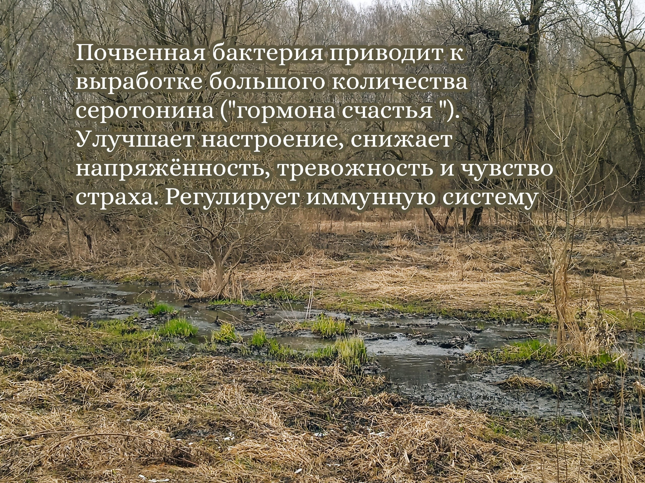 синрин йоку