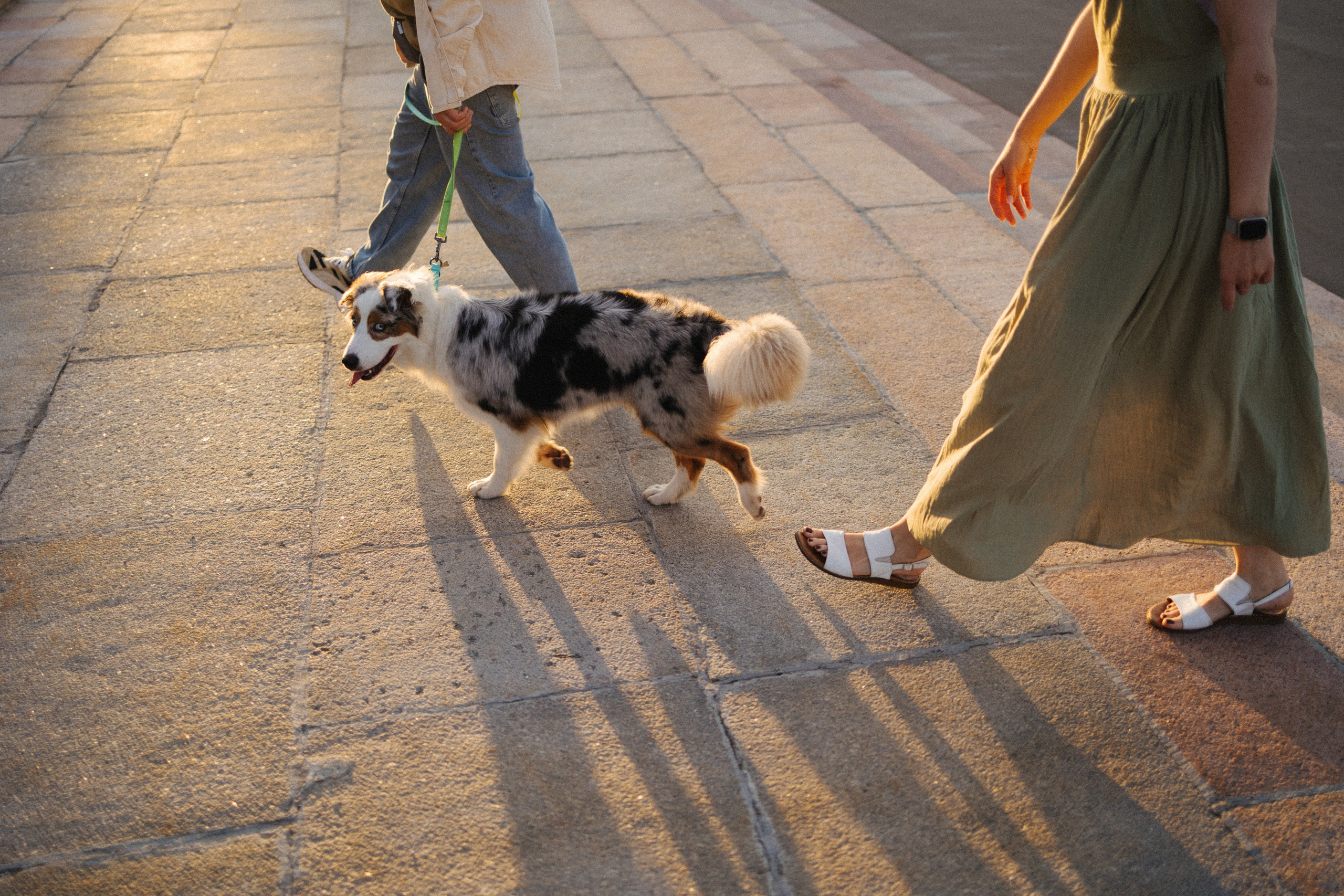 Настя, Влад и Лэйк. Фотораф — анималист Мария Шистка