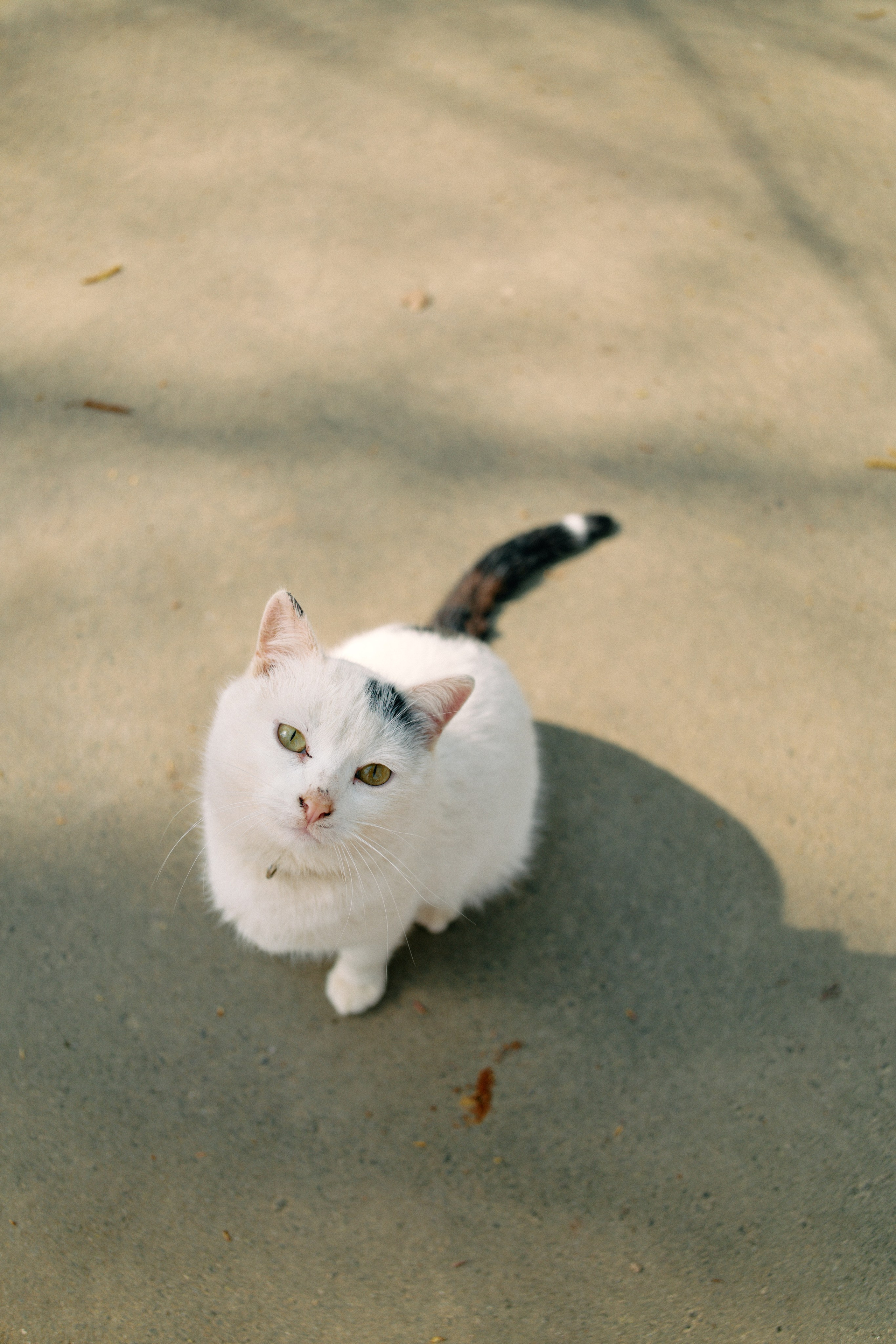 Бутик-отель Поле летом. Профессиональный Фотограф во Владимире, в Москве и в Суздале — Полина Романычева