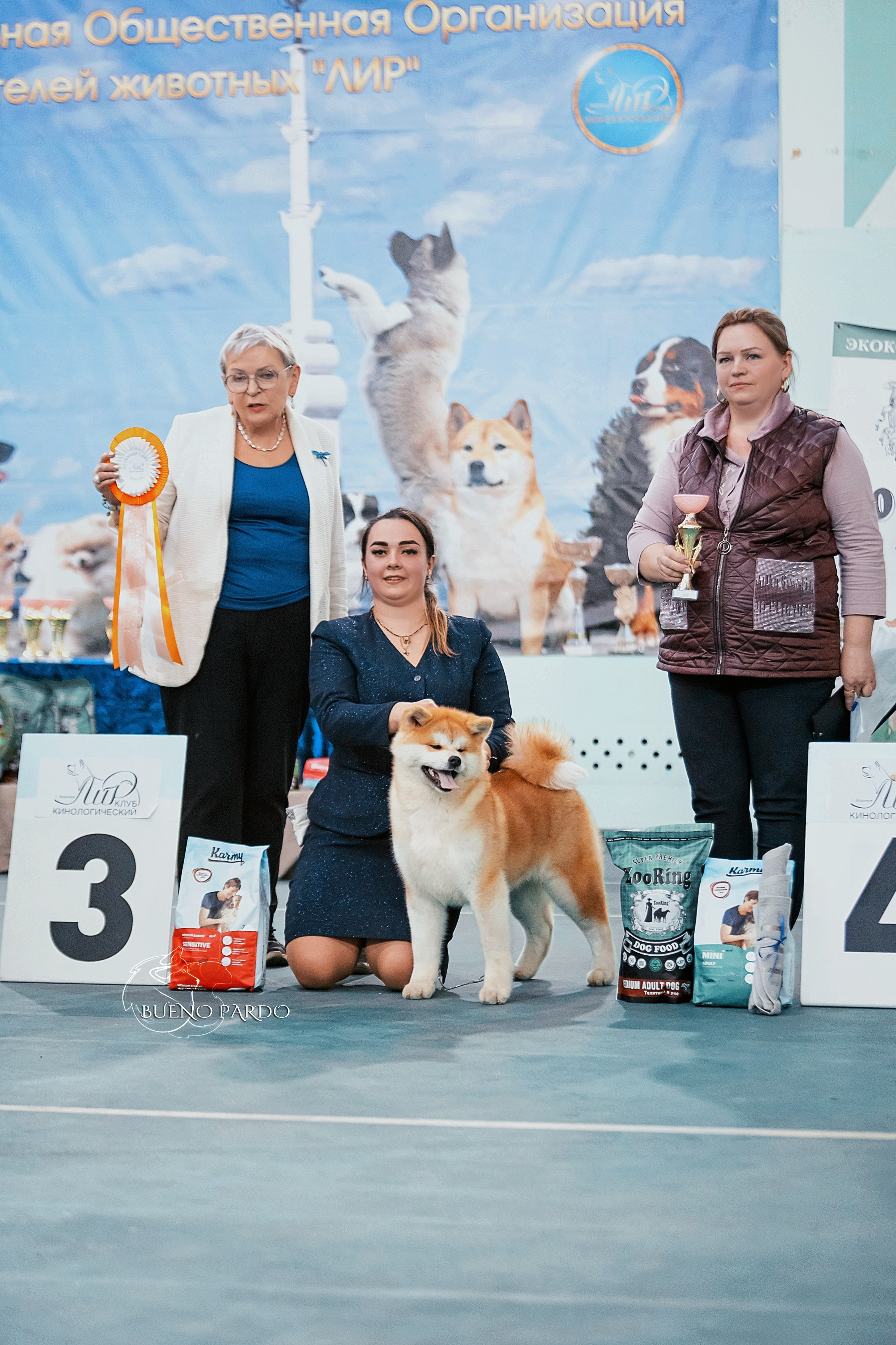 АКИТА. Kawaii Kuma питомник собак пород Корги пемброк, Акита ину, Сиба