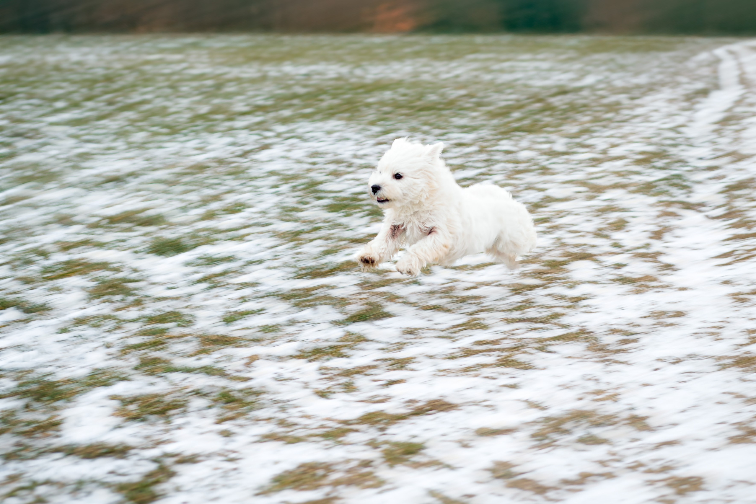 Фотосессия с щенком Минск