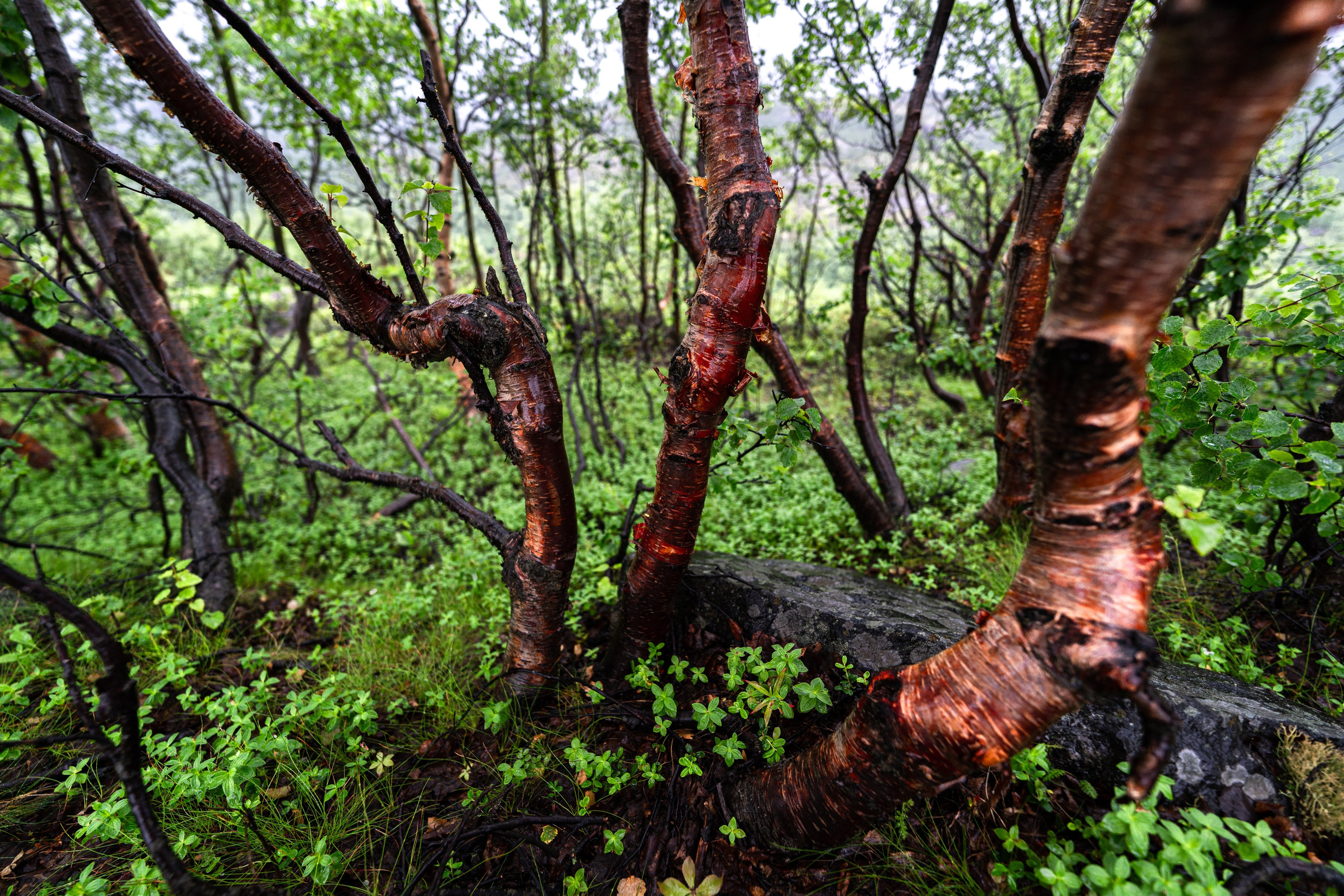 Кольский полуостров. ПОБУДЬ ЗДЕСЬ И ЦЕЛЕЕ БУДЕТ ЭТОТ МИР