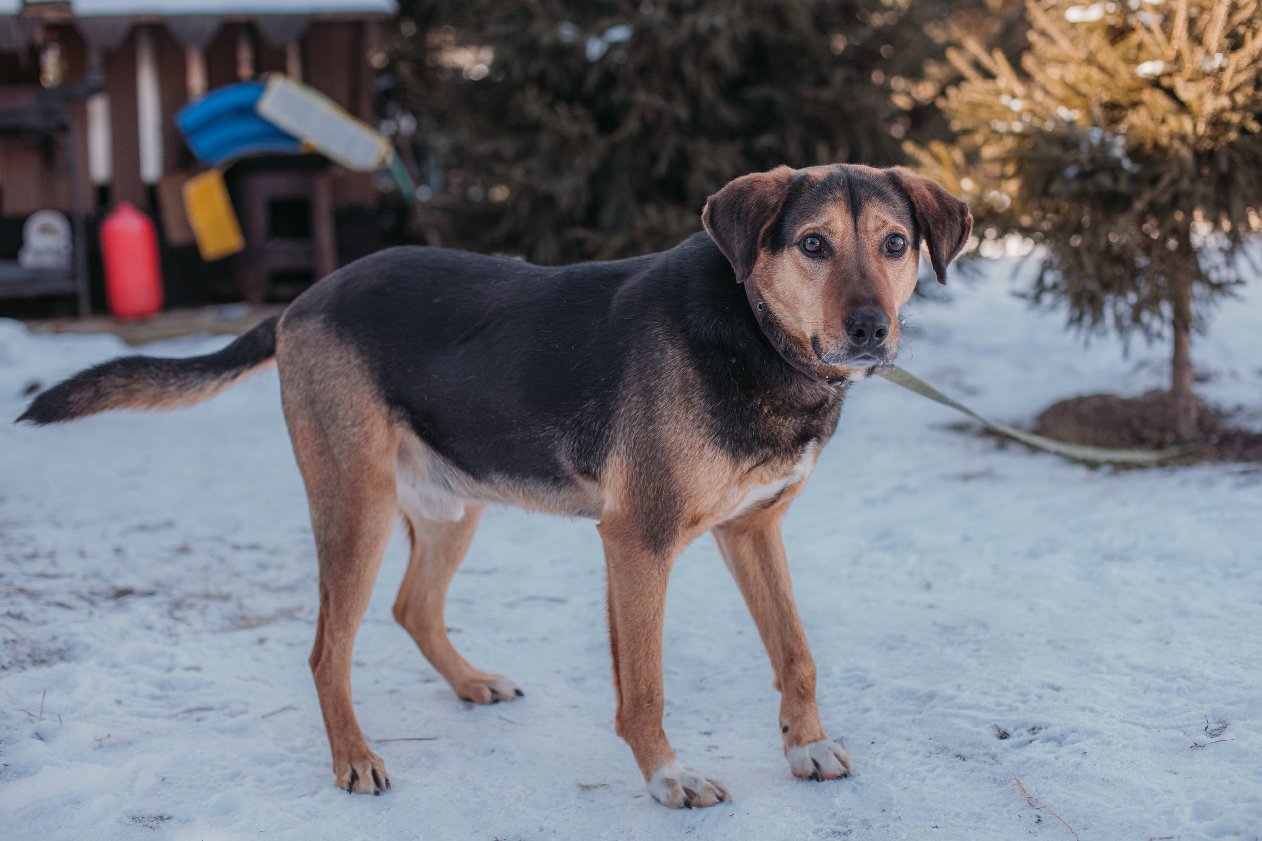 Фотосессии животных. Детский фотограф, фотограф-анималист