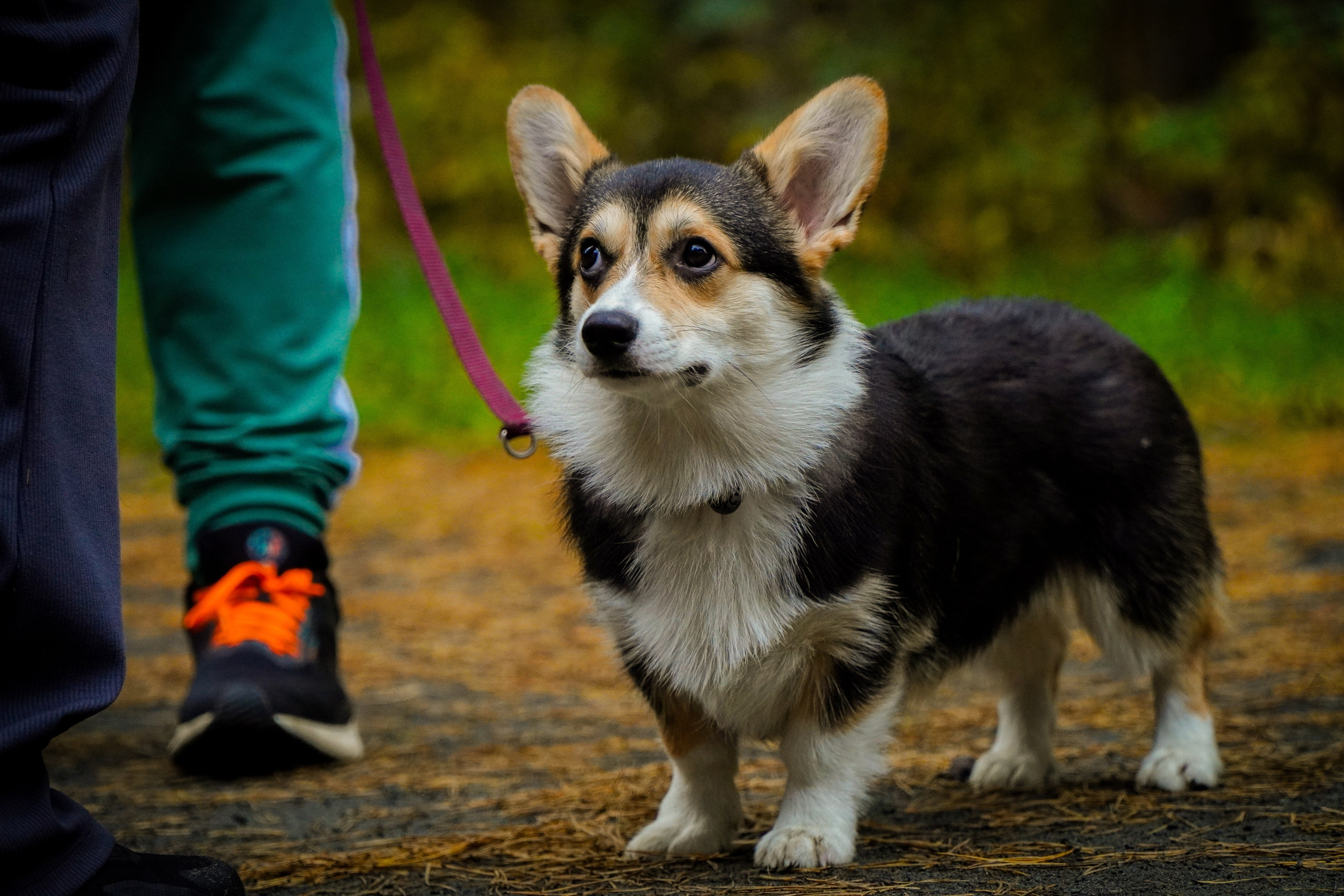 100-й забег 5 вёрст Томилинский. Роман Капилюшов. Бег. Фото. Видео. г. Люберцы