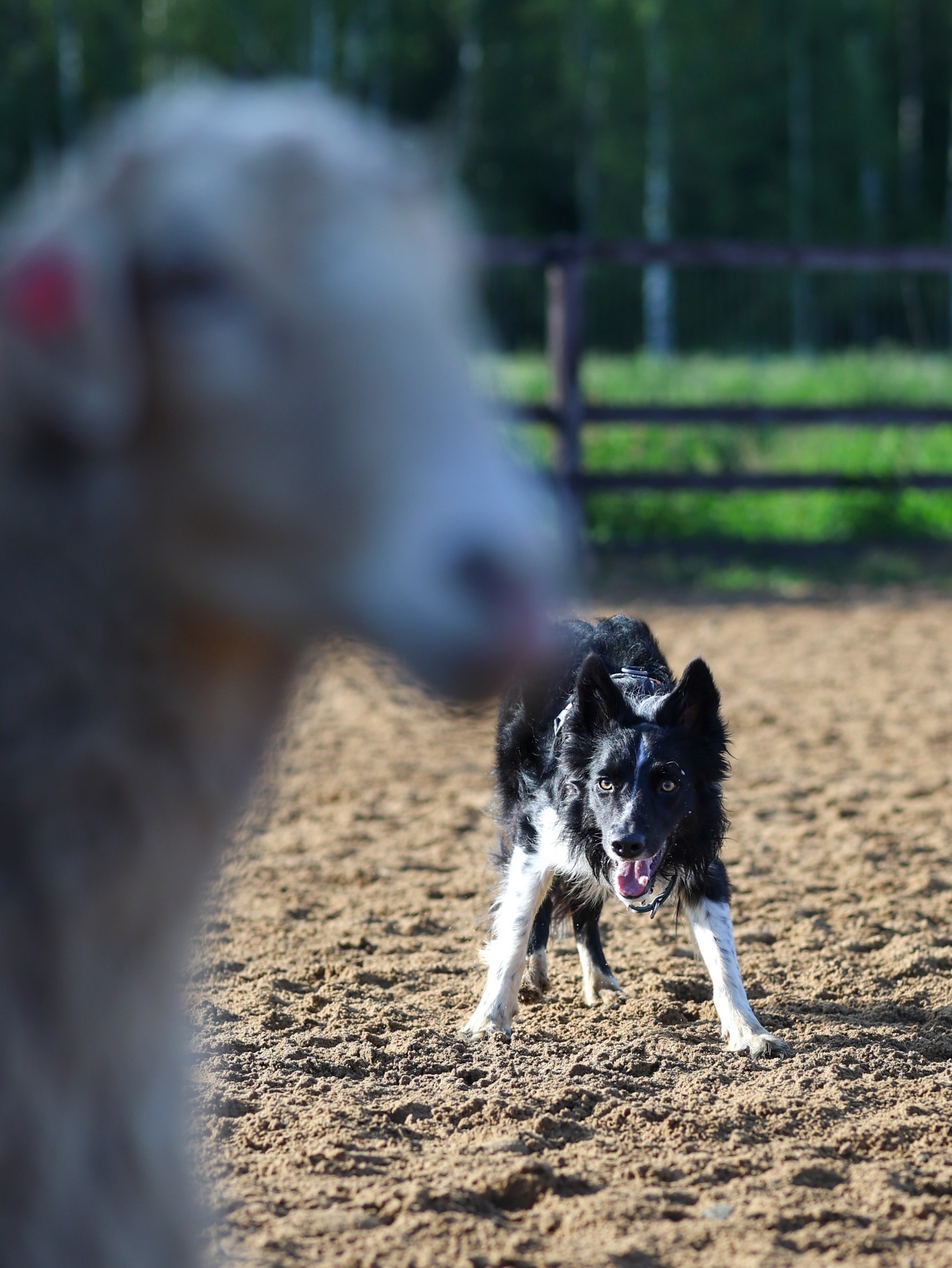 Пастьба. Фотограф-анималист в Москве Кириллова Татьяна