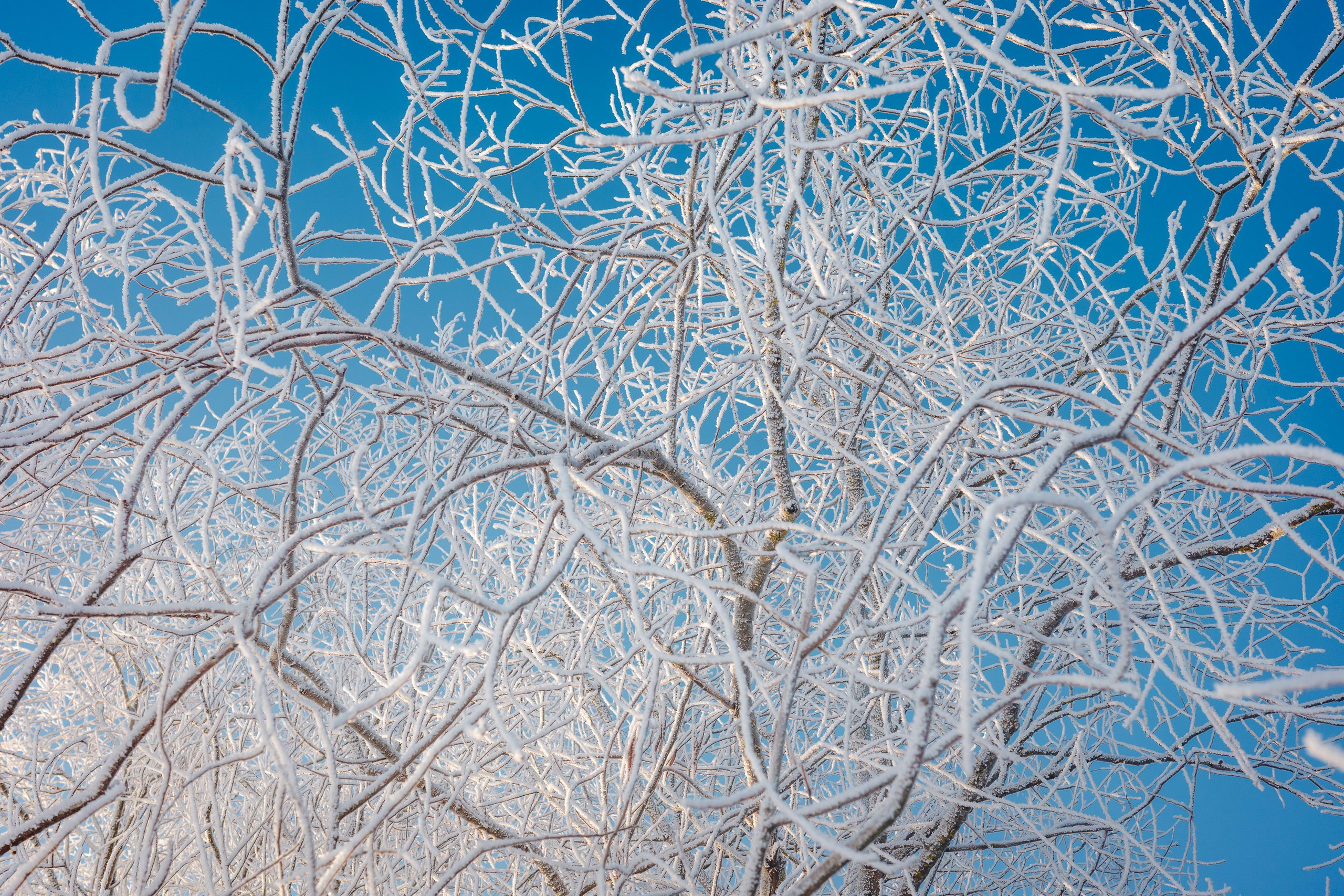 2024.01. Фотограф Алексей Алексеев