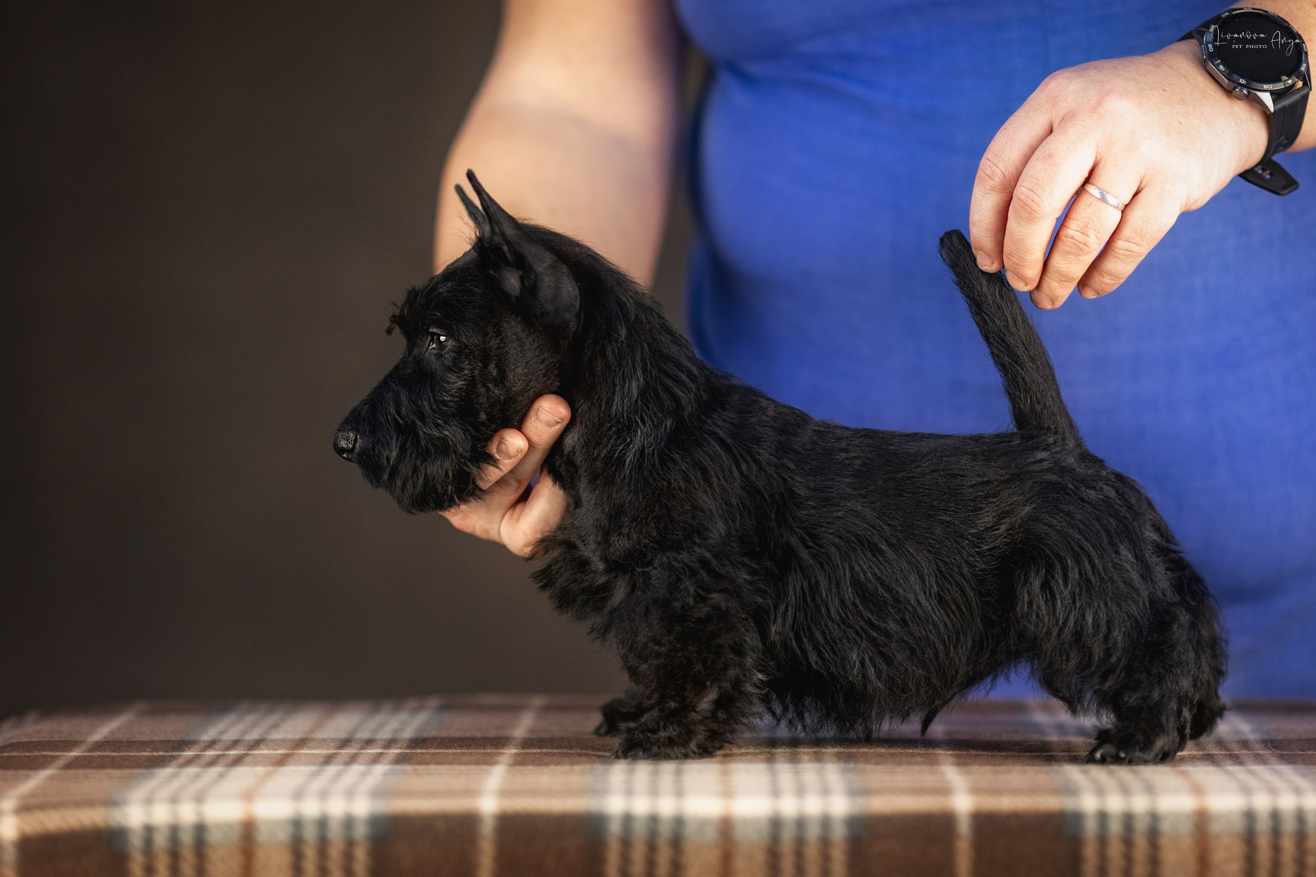 Скотчики. Фотограф анималист Аня Ливанова | Рыбинск