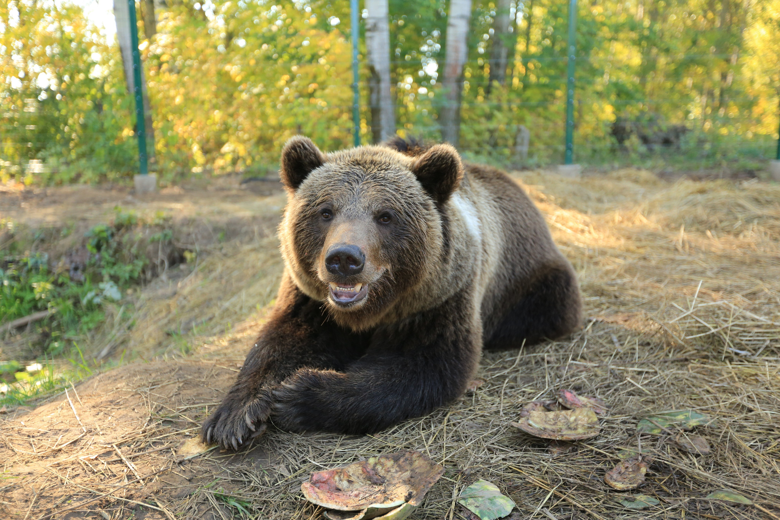 Медведь Мансур. Фотоальбом показывающий увлекательный мир авиации и мир медведей Андрея Иванова