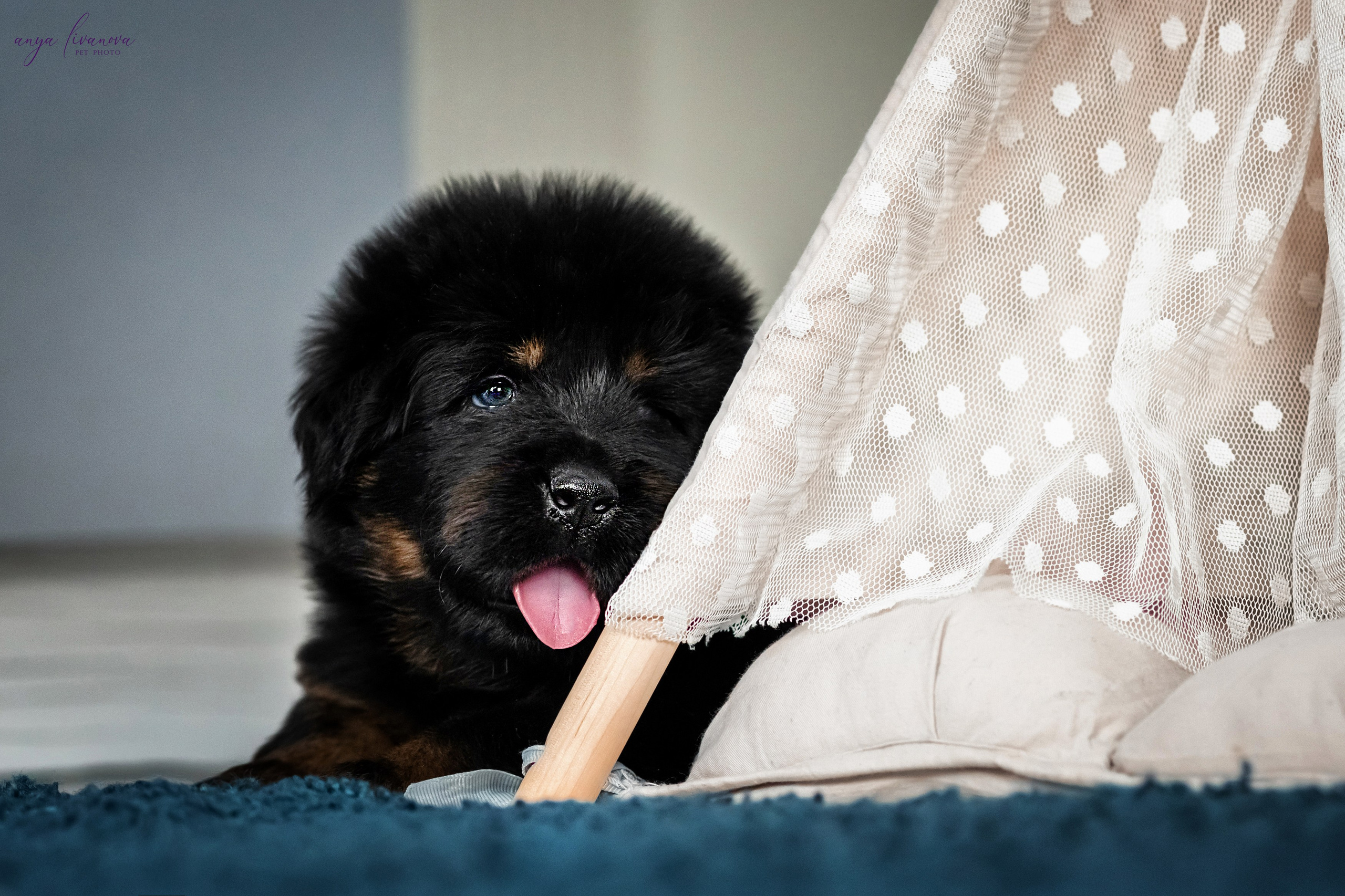 Тибеты. Фотограф анималист Аня Ливанова | Рыбинск