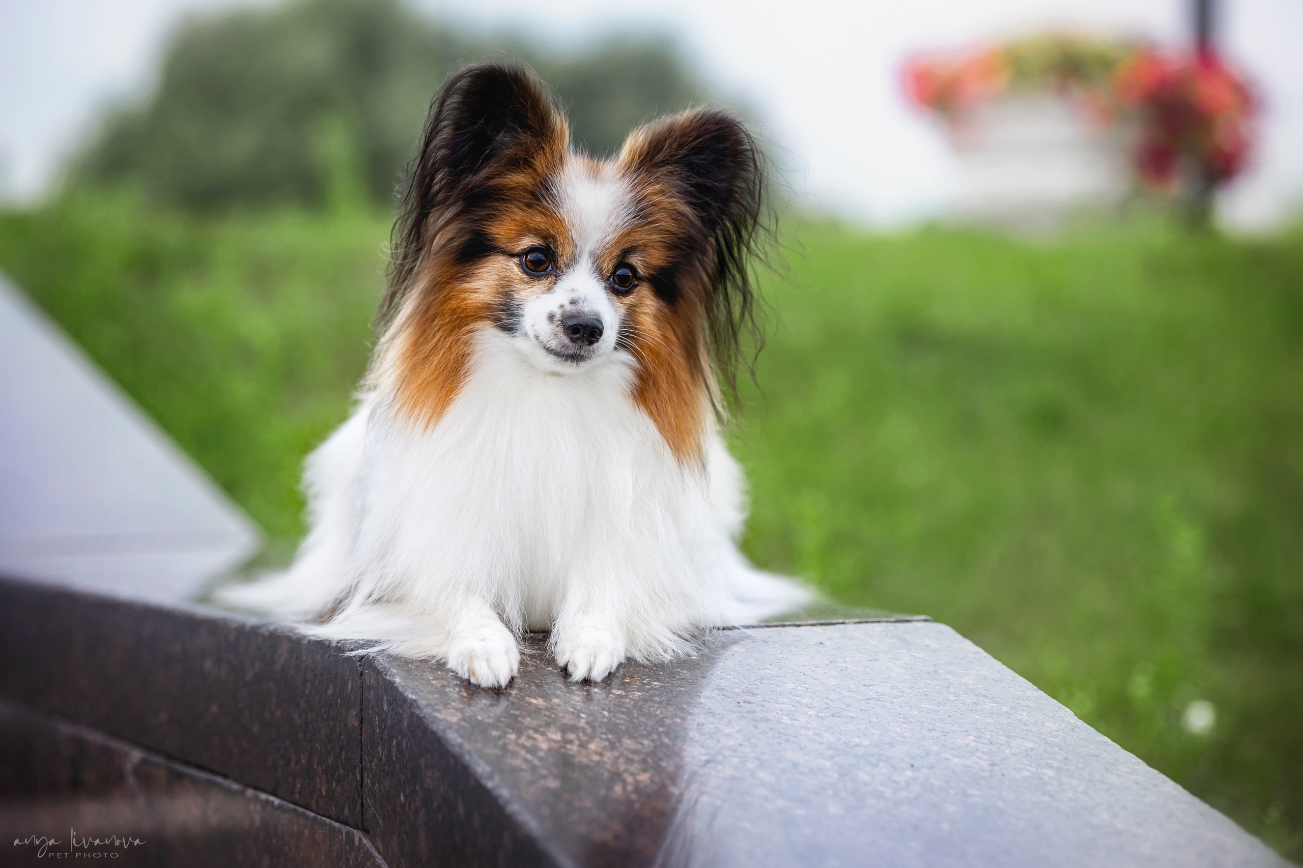 Елена и папийоны. Фотограф анималист Аня Ливанова | Рыбинск