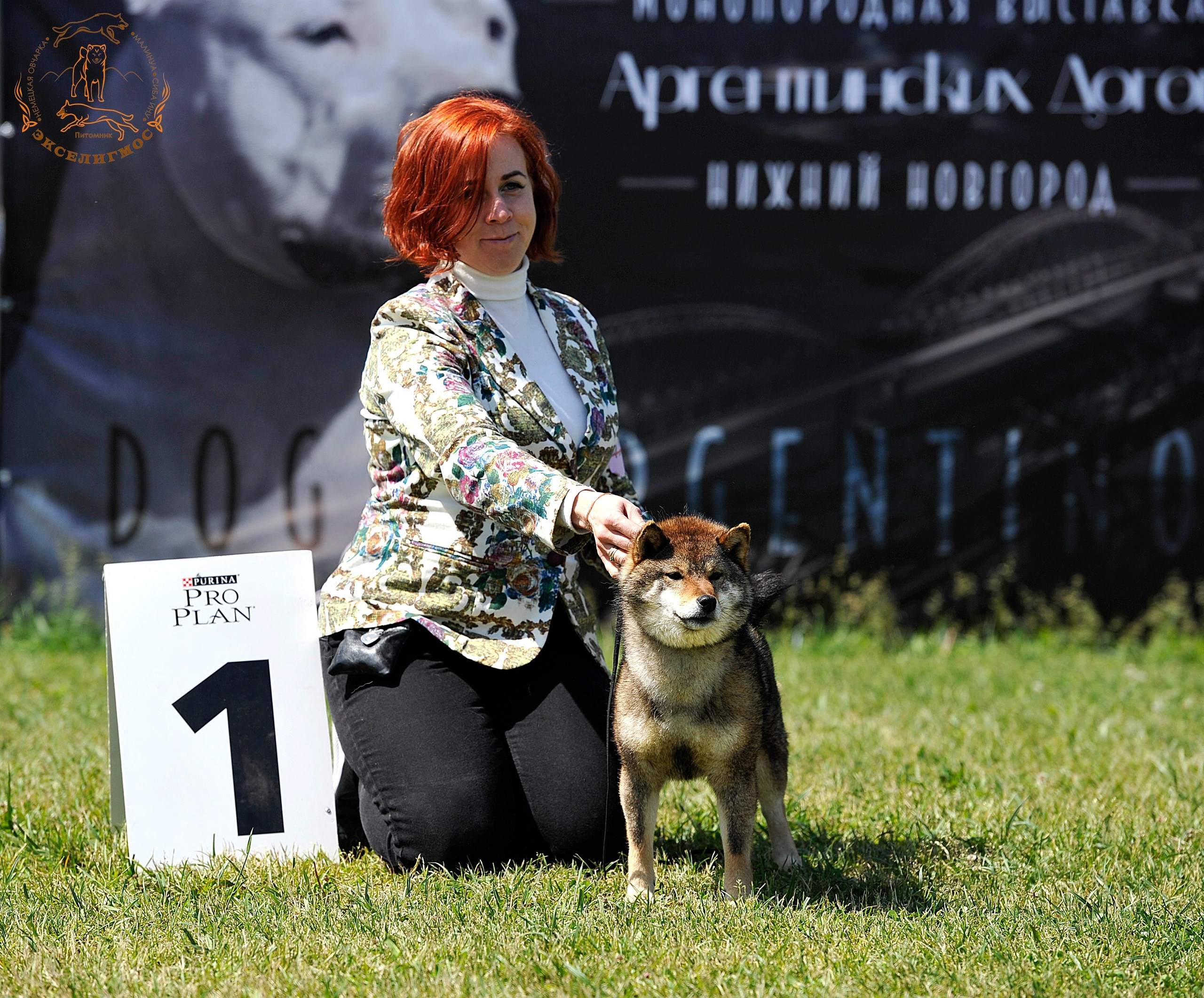 Тáту * Exceligmos Tatsu. Американская акита I Сиба ину I Питомник RUBYLIGHT