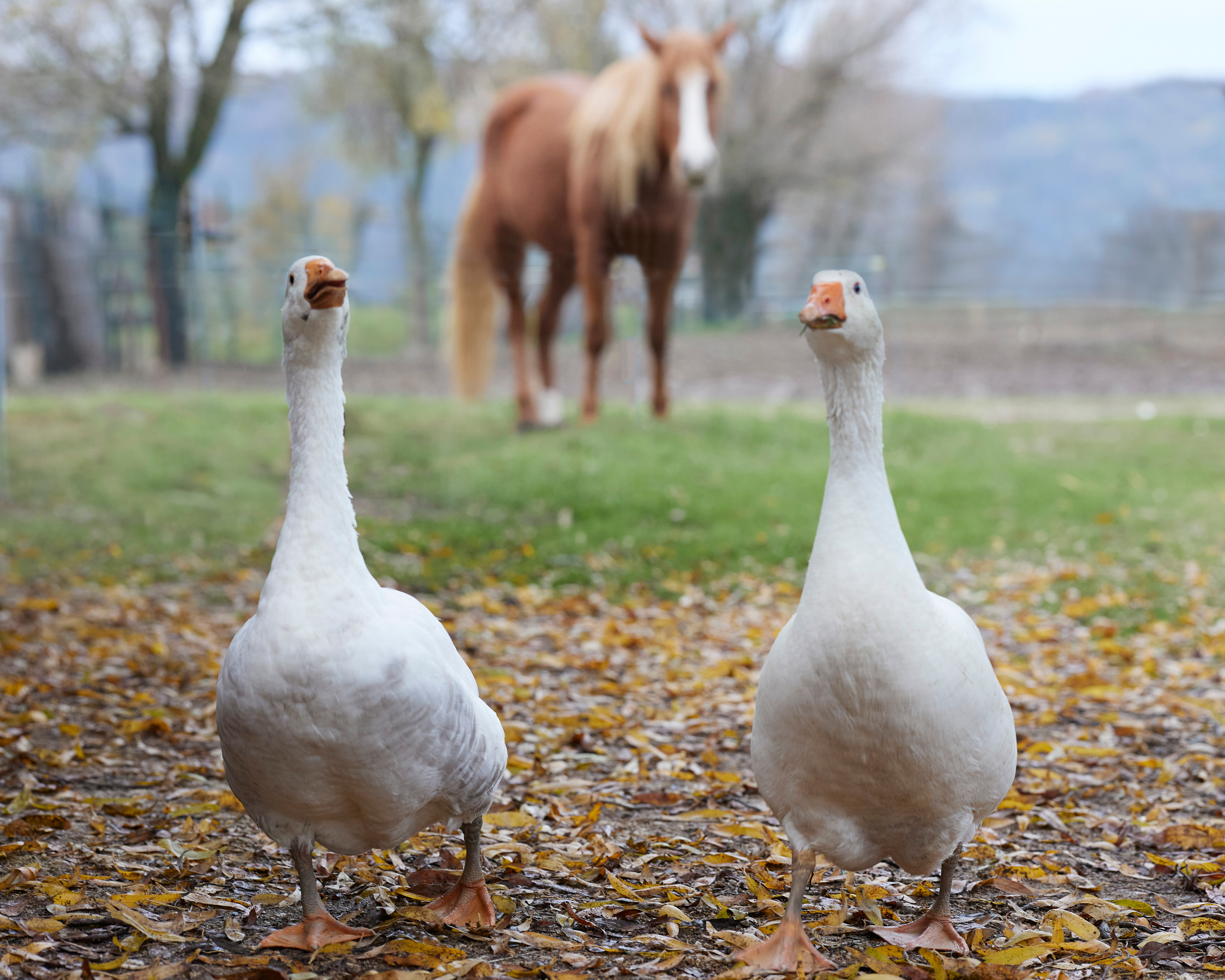 Natale in scuderia. Fotografo di famiglie e ritrattista in Italia (Toscana)