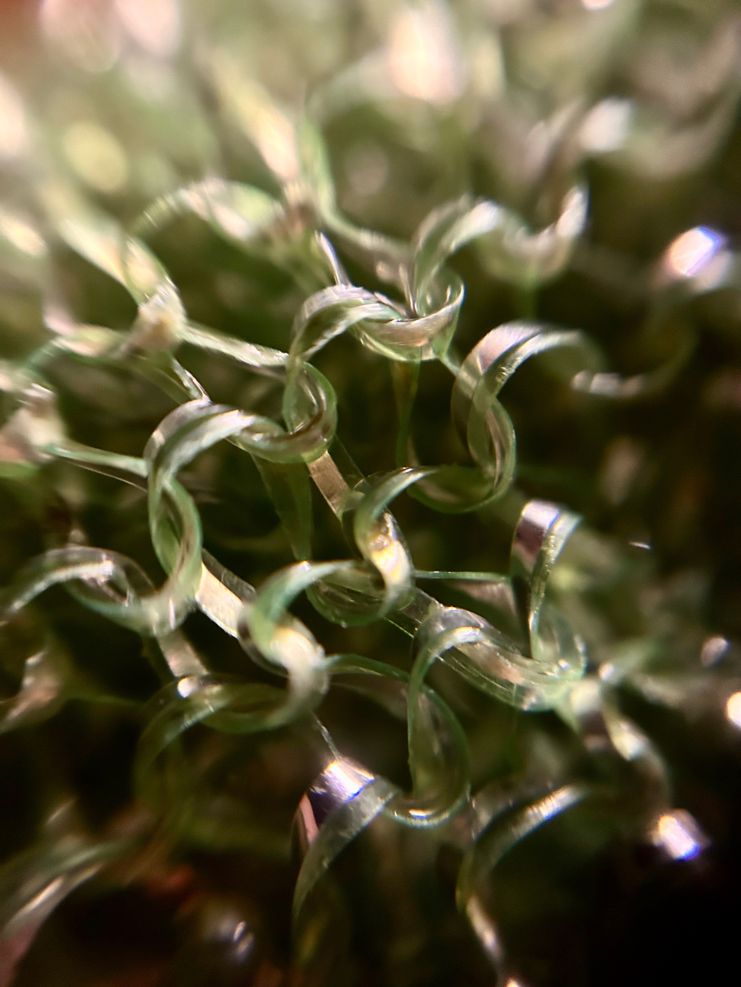 Макромир. Фотокружок «Видоискатель» ГБОУ СОШ № 291