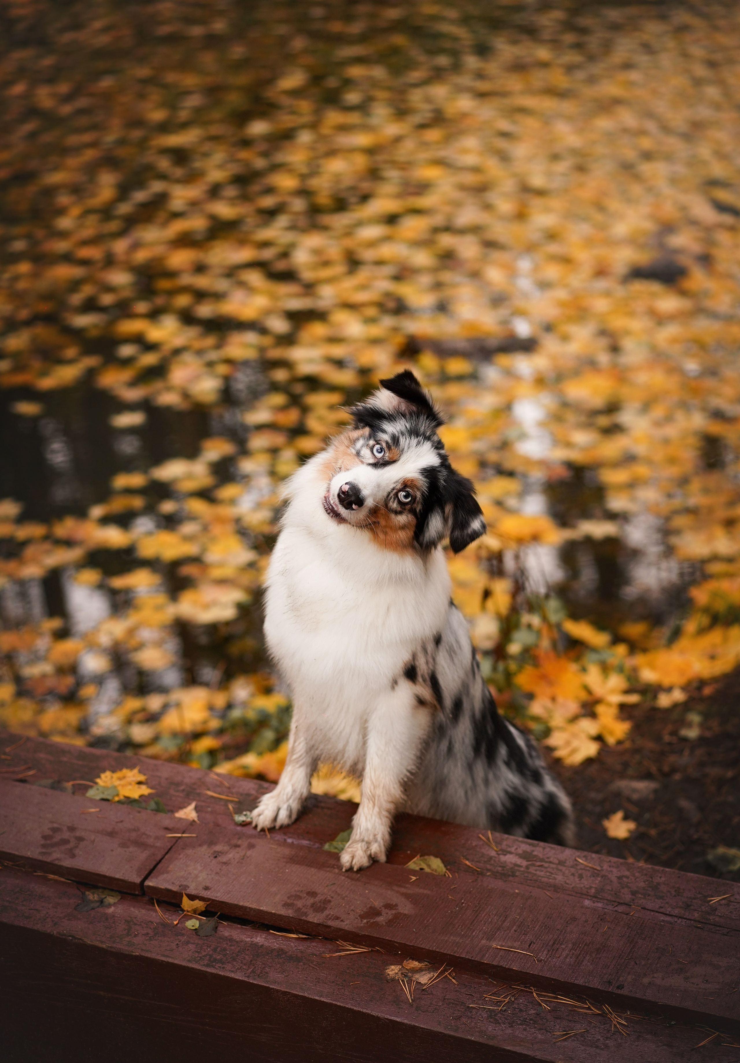 Соня Гавриил и Юкки. Фотограф-анималист в Санкт-Петербурге Яна Мартынова