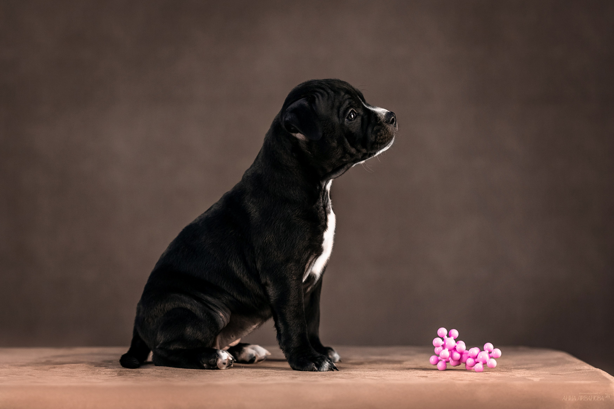 Стаффи. Фотограф анималист Аня Ливанова | Рыбинск