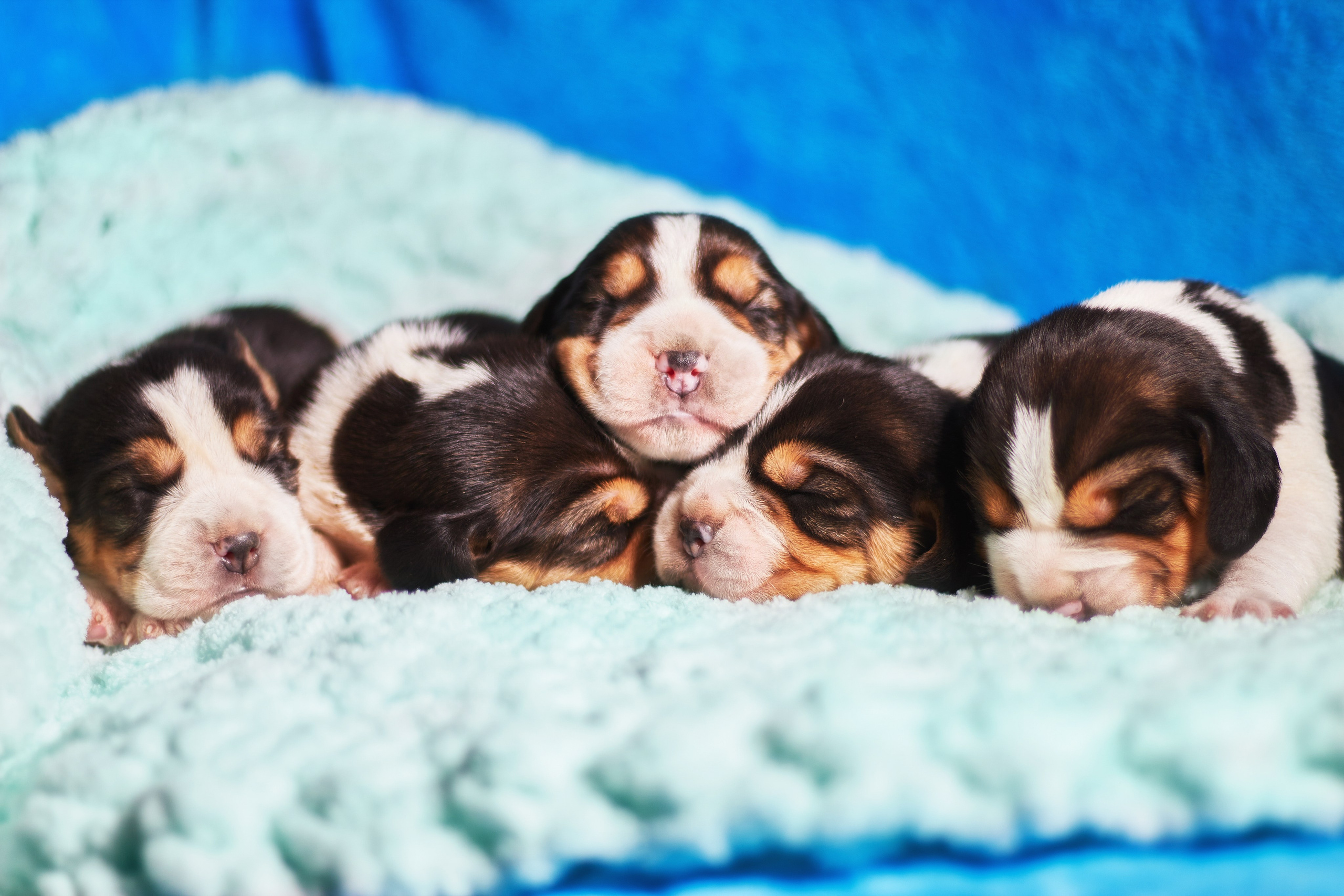 Фотосессия щенков от 7-и дней в стиле ньюборн. Фотограф анималист — Тула, Москва