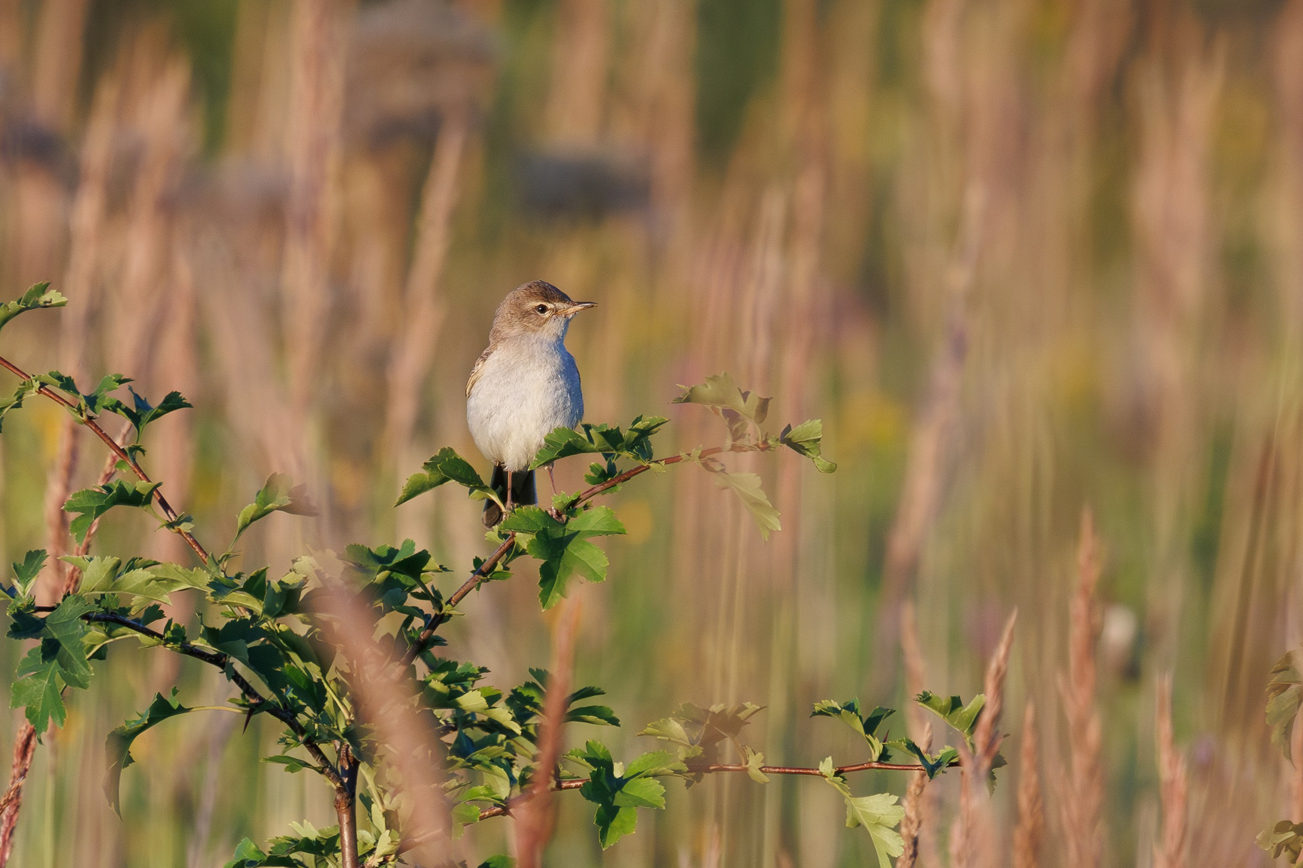 Птицы Москворецкого пойменного заказника. Птицы парков г. Люберцы