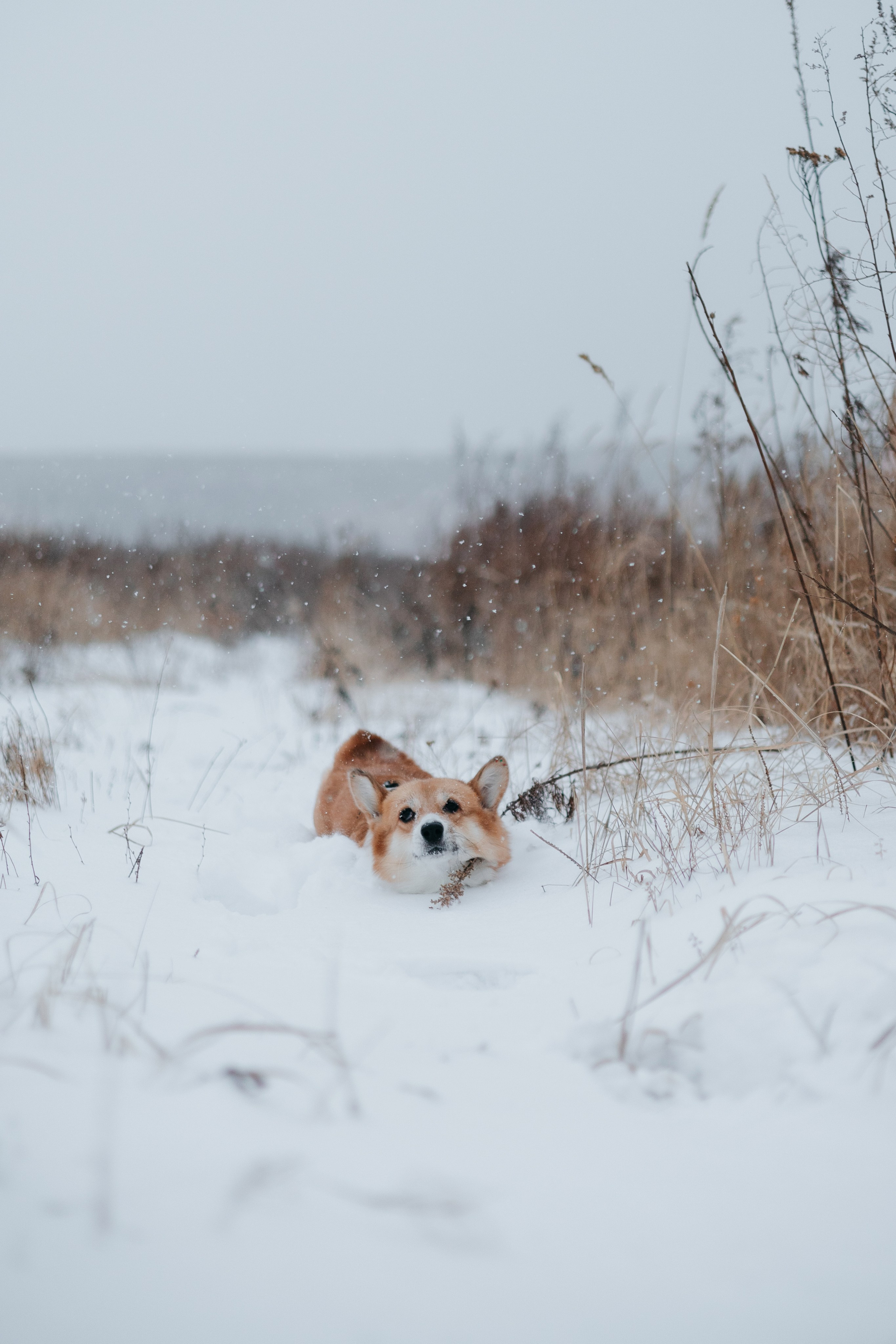 Лена, Лиза и Мия. Фотограф — анималист Владивосток, Алина