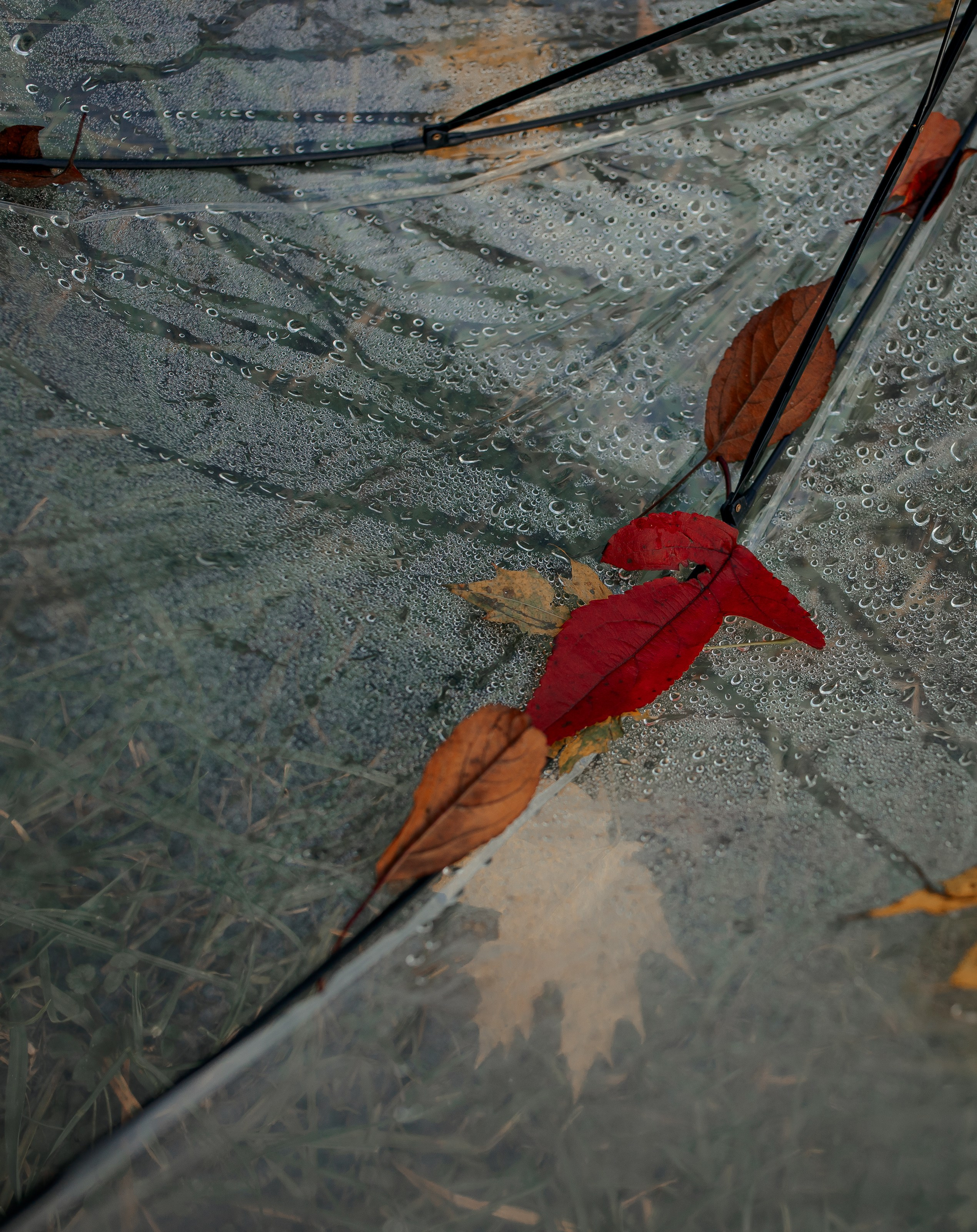 Ксения. Портретный и семейный фотограф в Москве Ирина Голубчина