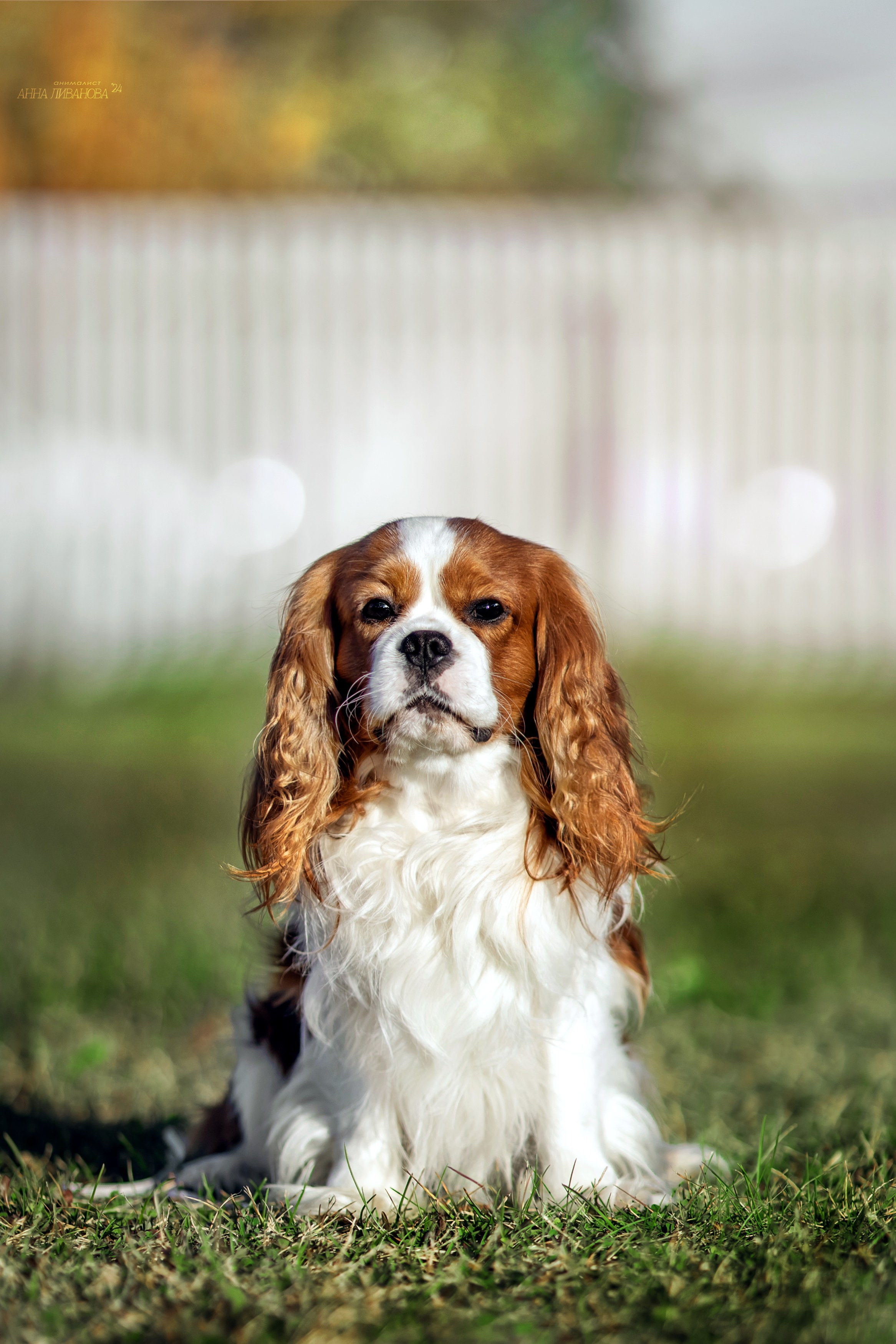 Кавалеры. Фотограф анималист Аня Ливанова | Рыбинск