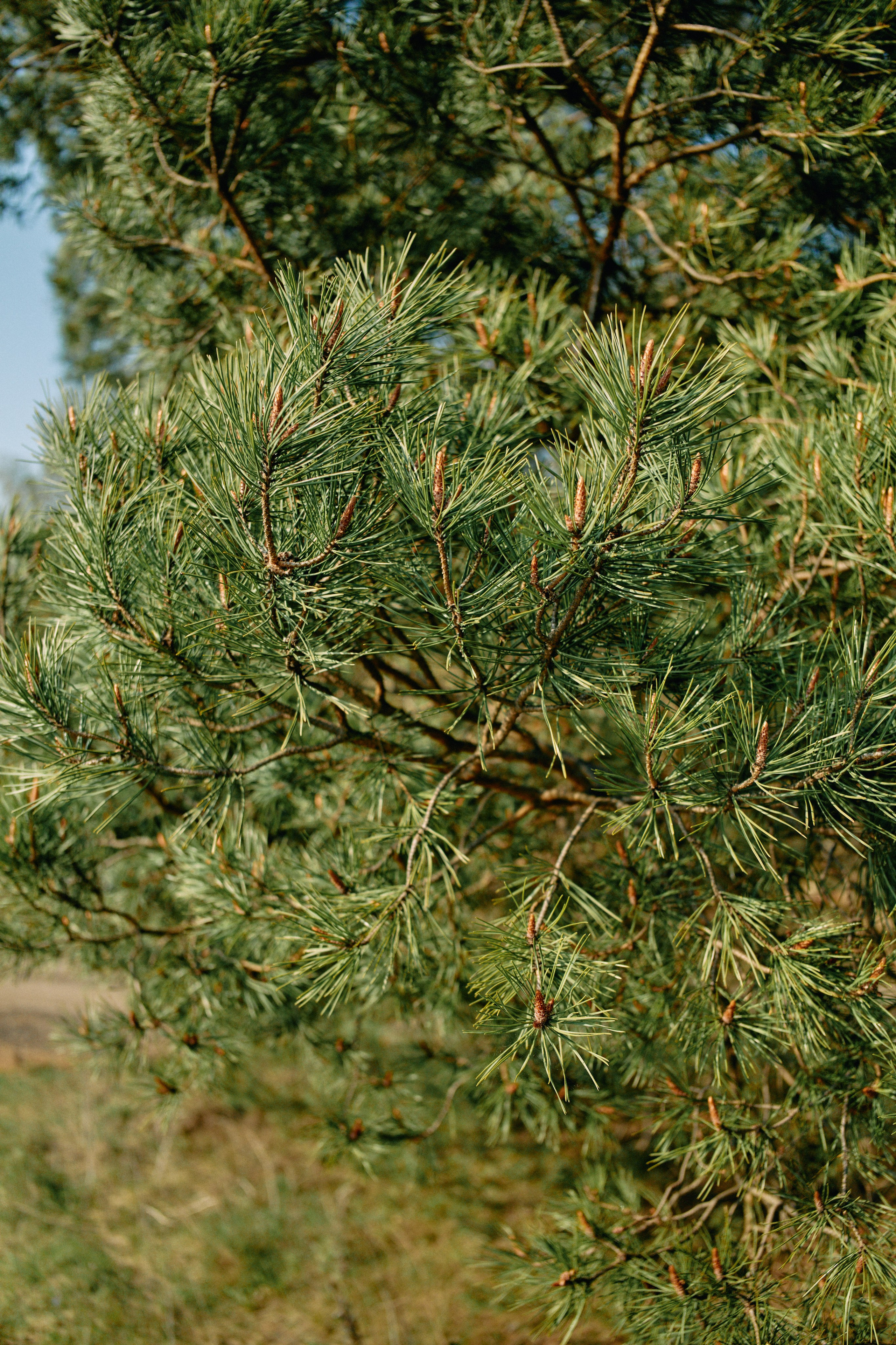 Бутик-отель Поле летом. Профессиональный Фотограф во Владимире, в Москве и в Суздале — Полина Романычева